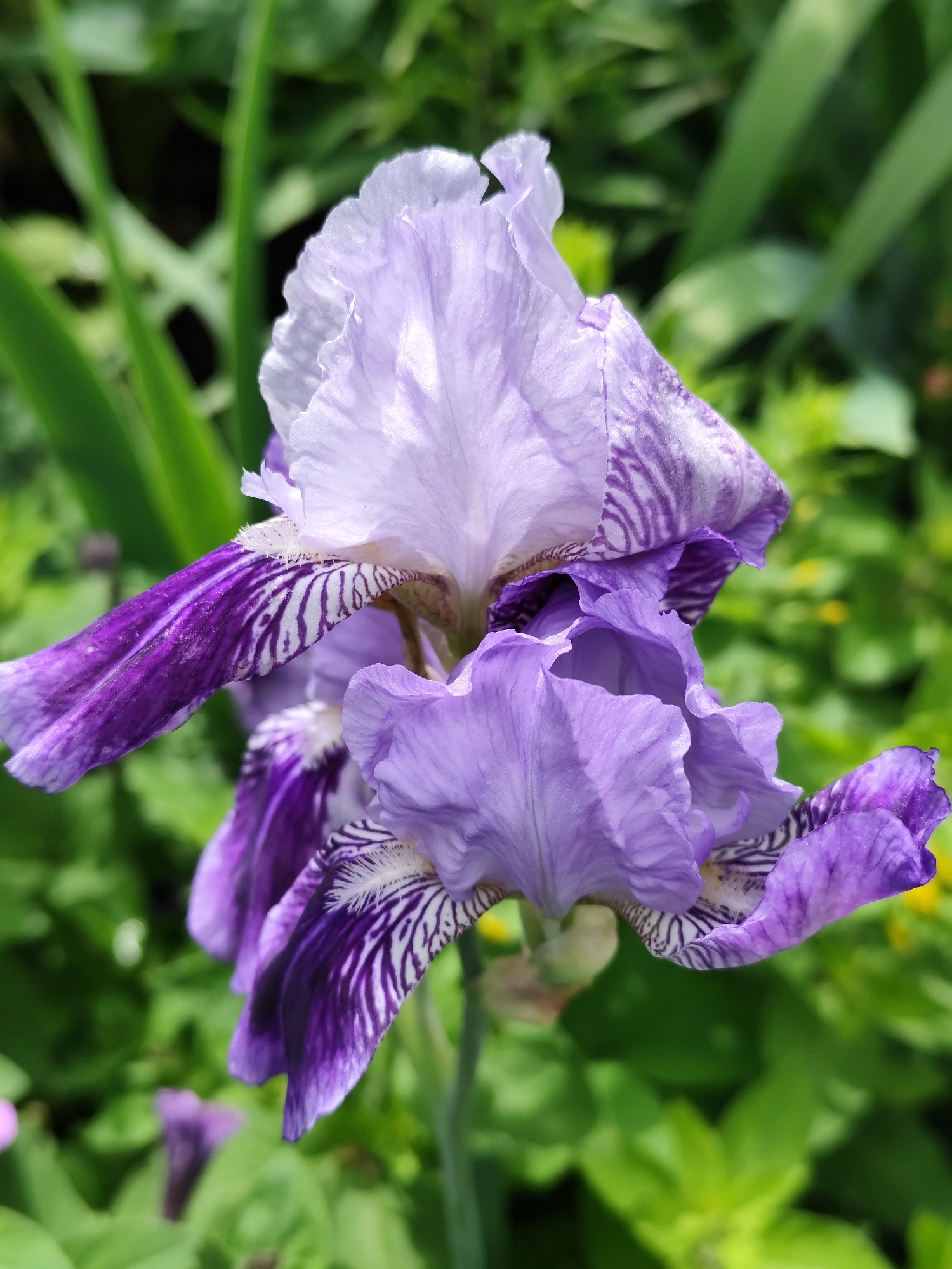 The image is a close-up, eye-level shot of a purple and white bearded iris flower. The flower has multiple petals with delicate veins and a ruffled texture. The background is a soft blur of green foliage, suggesting an outdoor garden setting. There are no people or other identifiable objects in the frame. The image does not contain any specific details that would allow for its localization to the city of Фоки, Russia.