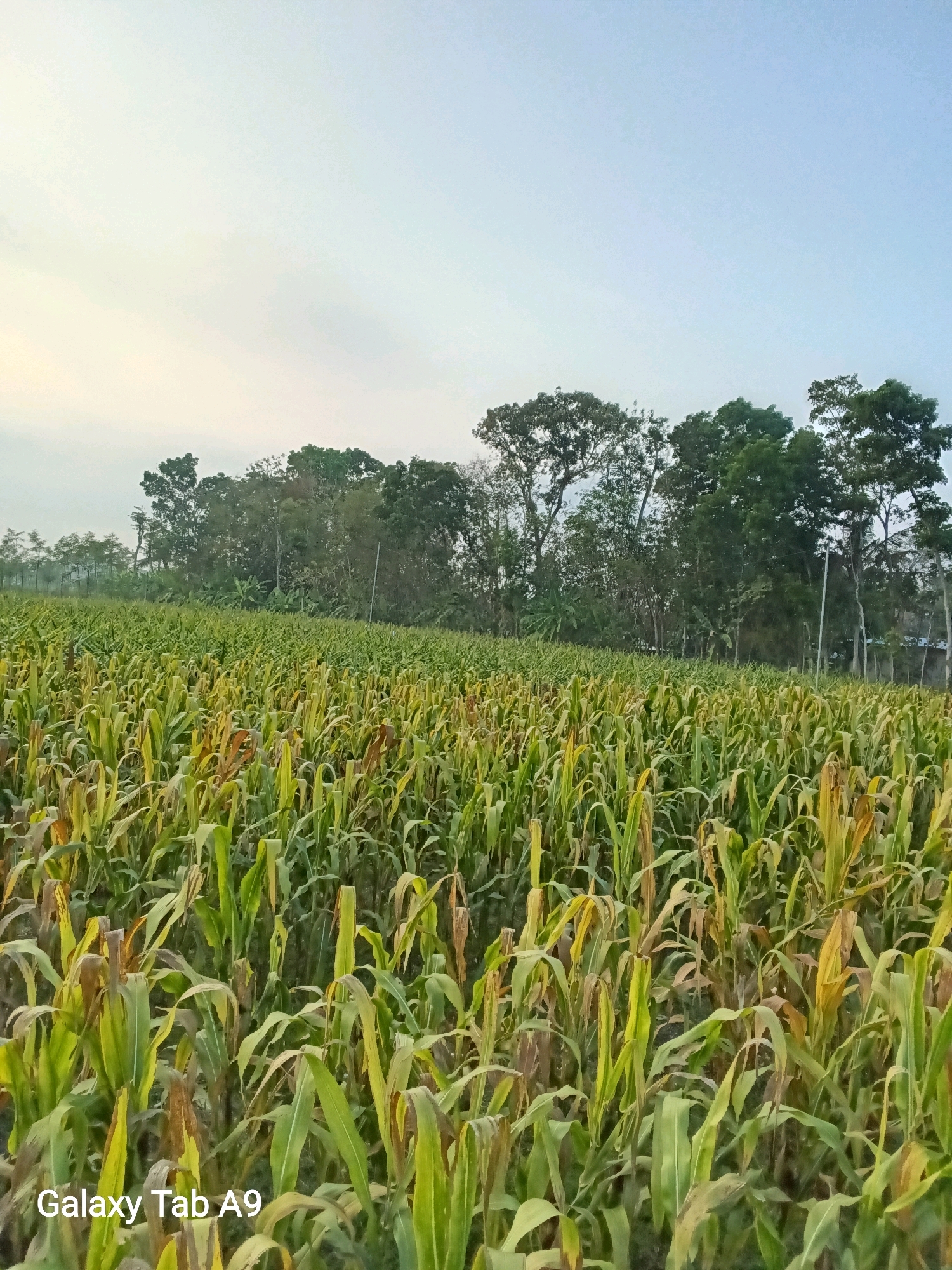 The image shows a vast, mature cornfield under a clear, pale sky. The corn stalks are tall and have a mix of green and yellowing leaves, indicating the crop is nearing harvest. In the background, a dense line of trees forms a natural border to the field, with some banana plants visible among them. The horizon is slightly hazy. The overall scene suggests a rural agricultural landscape. A watermark "Galaxy Tab A9" is present in the bottom left corner. The location is identified as Bendorejo, Indonesia.