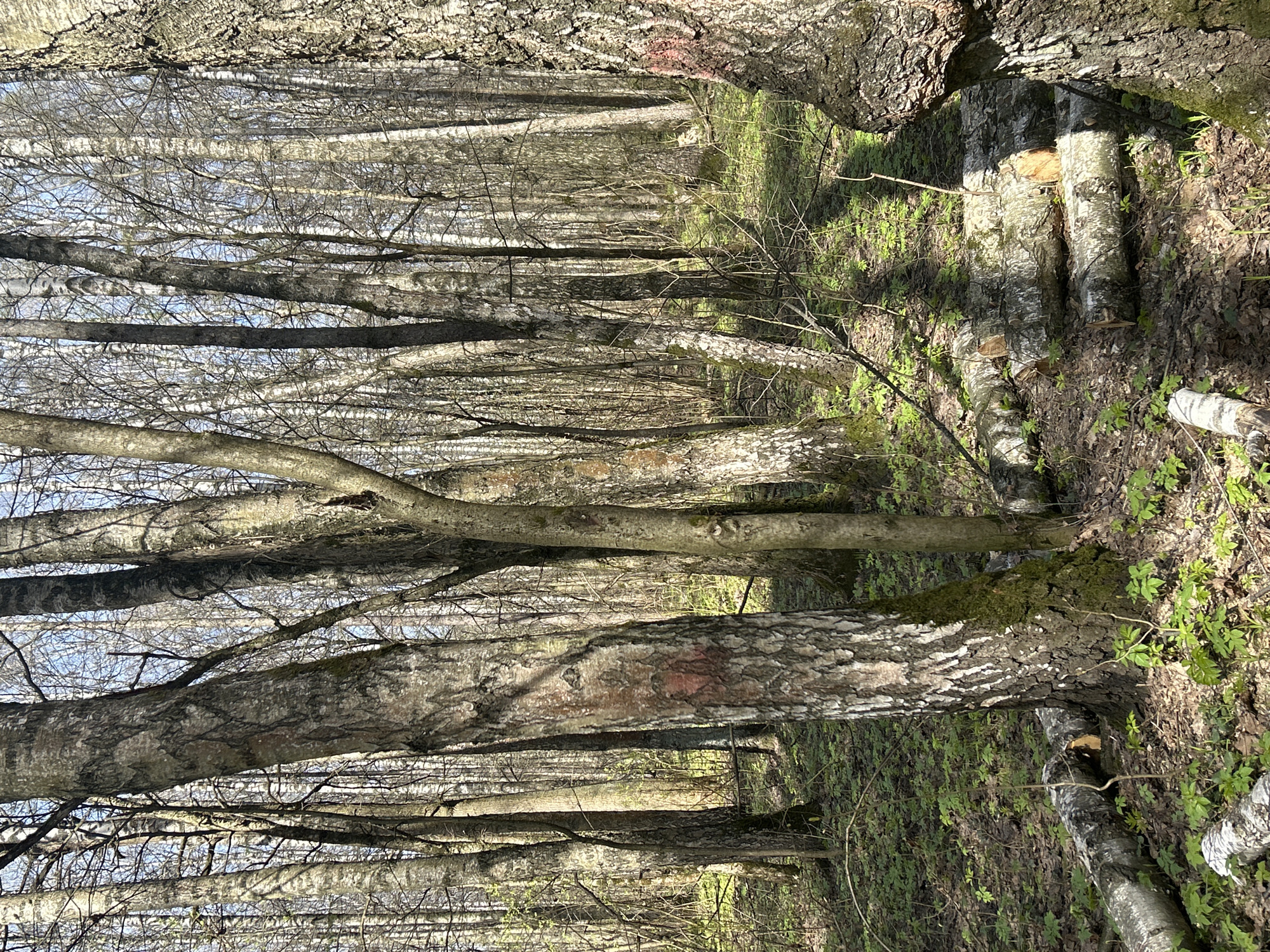 This media file captures a vertical view of a dense forest or wooded area, likely in early spring or late winter, given the bare branches of many trees and the presence of new green growth on the forest floor. The scene is bathed in bright daylight, casting distinct shadows on the ground and tree trunks, suggesting a clear sky during mid-morning or early afternoon.
Numerous deciduous trees dominate the image, extending from the bottom foreground into the depth of the forest. Their trunks display varied bark textures, ranging from lighter, somewhat peeling bark reminiscent of birch trees to darker, fissured patterns. The branches are mostly bare, forming a intricate network against the visible patches of bright blue sky.
The forest floor is covered with dry, fallen leaves, small green plants, and twigs. Several cut logs are visible on the ground, some with distinct light-colored cross-sections where they were recently cut, indicating either natural fall or recent tree felling. The ground slopes slightly downwards into the distance.
No people or animals are present in the image. The overall impression is one of quiet natural beauty and tranquility, characteristic of a forest transitioning between seasons. No visible text is present.