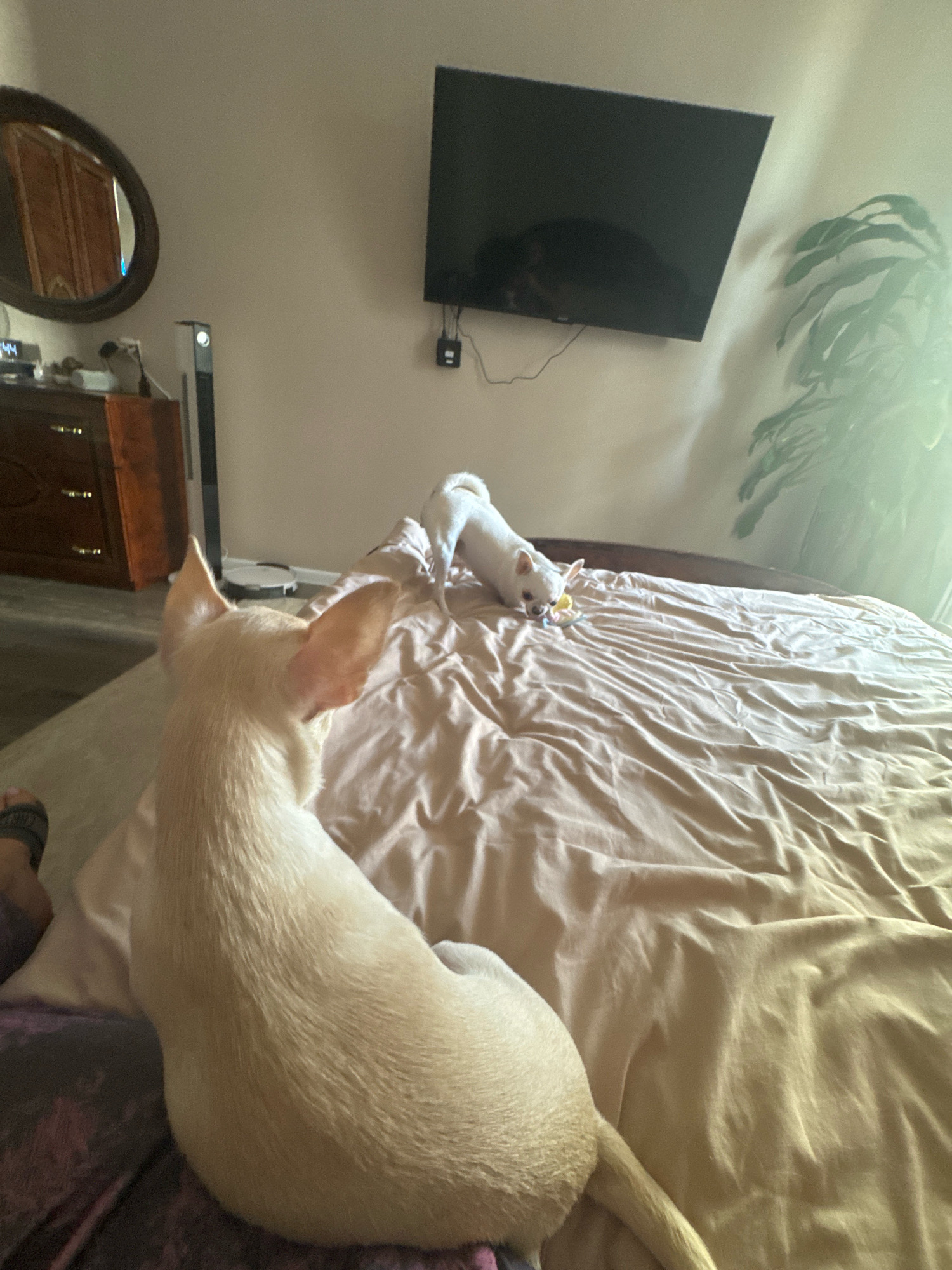 This is an indoor shot of two small dogs on a bed, taken from a low angle. The dog in the foreground is a light-colored chihuahua facing away from the camera, with its back and large ears visible. It is lying on a bed covered with wrinkled, tan bedding. In the background, another small white chihuahua is playing with a toy on the bed. A large flat-screen television is mounted on the wall above the bed. To the left, a dresser with a round mirror and a tall, slim fan are visible. A large plant with dark green leaves is to the right of the television. The lighting suggests it is daytime, with soft light coming from the right side of the image. The overall impression is that of a casual domestic scene. There is no indication this image was taken in Novosibirsk, Russia.