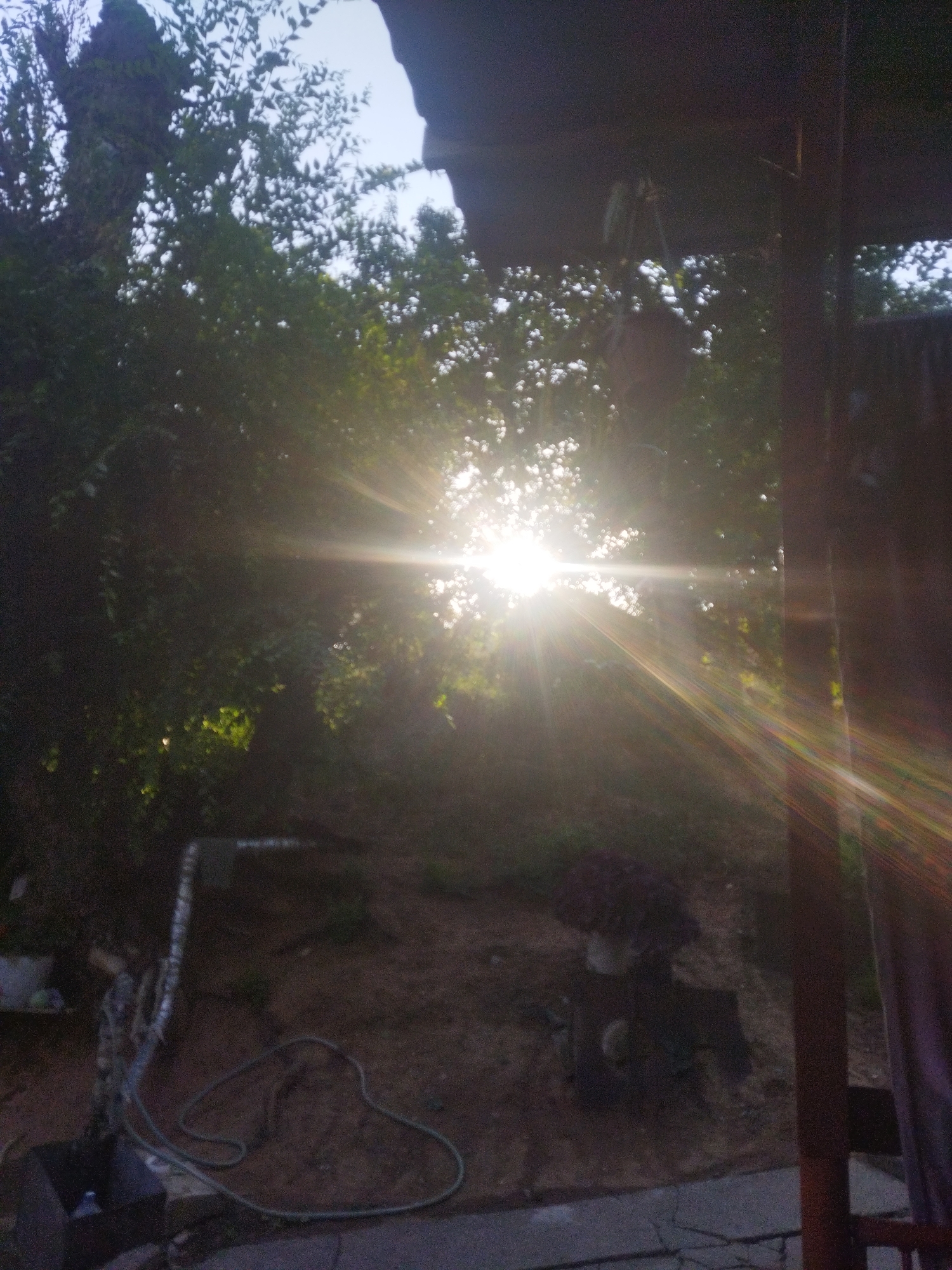 The image captures a sunlit outdoor scene, likely a garden or yard, with dense foliage and trees dominating the background. The sun is very bright, creating lens flare and rays of light that extend across the frame, particularly from the upper right to the lower left. In the foreground, a dark, possibly wooden structure or canopy is visible from above, casting a shadow. To the left, there's a black receptacle with a green coiled hose lying on the ground in front of it. Further back, a mound of earth or a small hill is present. On this mound, a dark object, possibly a planter with dark purple flowers, is visible. The ground appears to be dirt and possibly some concrete paving. The overall impression is of an overgrown, naturalistic outdoor space illuminated by strong sunlight.