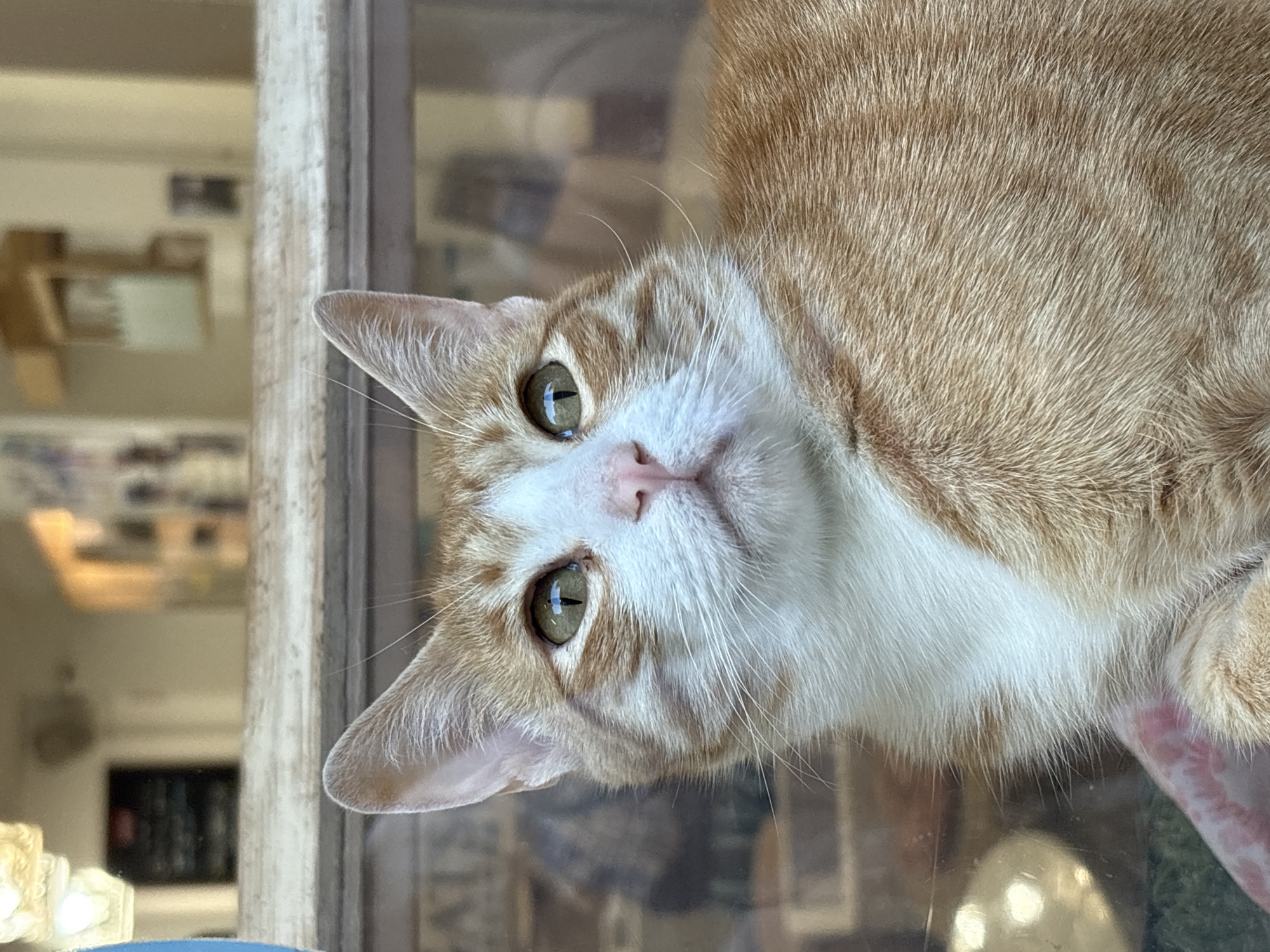 A close-up, eye-level shot captures an orange and white tabby cat indoors, peering through a window. The cat's gaze is directed upwards, its green eyes reflecting a light source, possibly from outside or overhead. Its whiskers are prominent, and its pink nose is visible. The background is blurred, showing hints of an indoor environment with shelves and a dark rectangular object, possibly a menu or sign. The cat is lying down, with its body filling the lower portion of the frame. The scene appears to be a pet-friendly establishment in Barcelona, Spain, given the context of the cat being indoors and potentially in a cafe or shop.