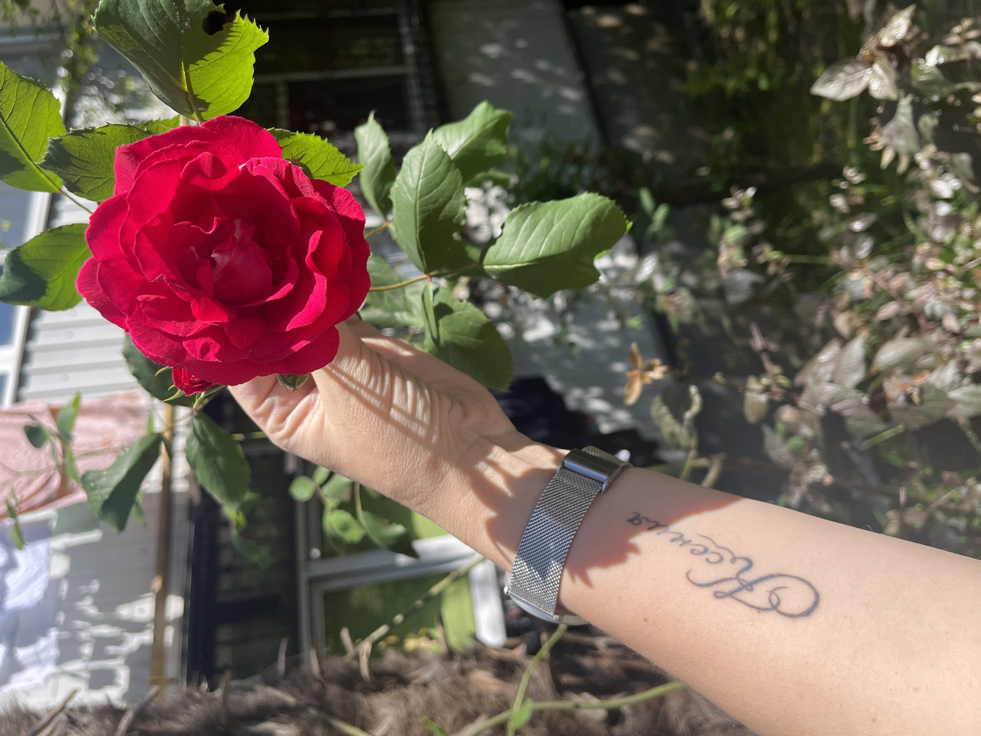 A close-up shot, taken outdoors in Sochi, Russia, captures a light-skinned arm and hand gently holding a vibrant red rose in full bloom. The rose, with its rich, velvety petals and lush green leaves, is prominently featured in the upper left of the frame. Strong, direct sunlight illuminates the scene, creating distinct shadows of the rose's leaves across the hand and forearm.
A silver mesh watch with a rectangular face is visible on the person's wrist. Further down the forearm, a tattoo in elegant cursive script reads "Florissa."
The background is softly blurred, indicating a shallow depth of field, but reveals elements of an outdoor setting. To the left, a structure with white siding and dark windows is partially visible, along with a clothesline holding white and pink laundry. The deeper background consists of various green and brownish foliage, suggesting a garden or yard environment on a bright, sunny day. The overall impression is one of serene beauty and appreciation for the natural world.