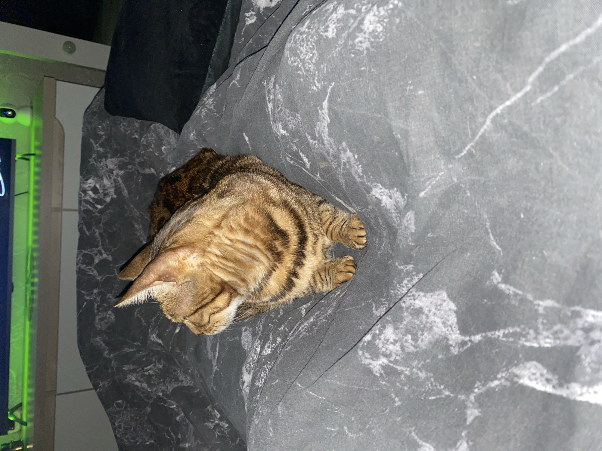 The image shows a brown tabby cat curled up on a gray and black marble-patterned duvet. The cat is positioned towards the left side of the image and is oriented such that its head is towards the bottom left. The bed appears to be next to a surface with green lighting. The location is Chaikovsky, Russia.