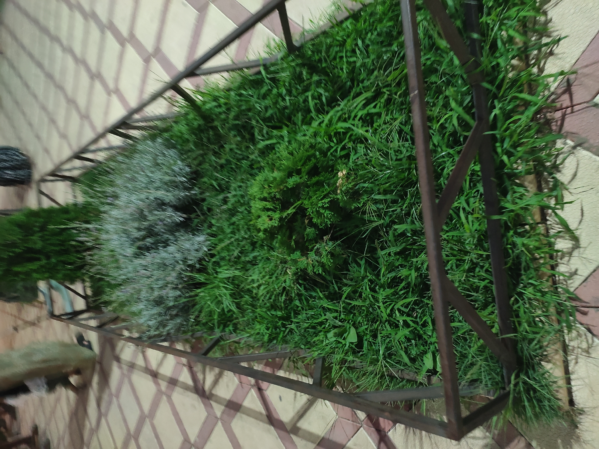 The image depicts a rectangular metal planter box filled with various green plants, including grass and shrubs. The planter box is situated on a paved area with a diamond-shaped pattern of beige and reddish-brown tiles. The scene appears to be outdoors, possibly in a public space in Leninkent, Russia. In the background, a person is partially visible, appearing to be carrying a large, light-colored object. The lighting suggests it might be evening or nighttime. The overall impression is of a street or park setting with decorative landscaping.