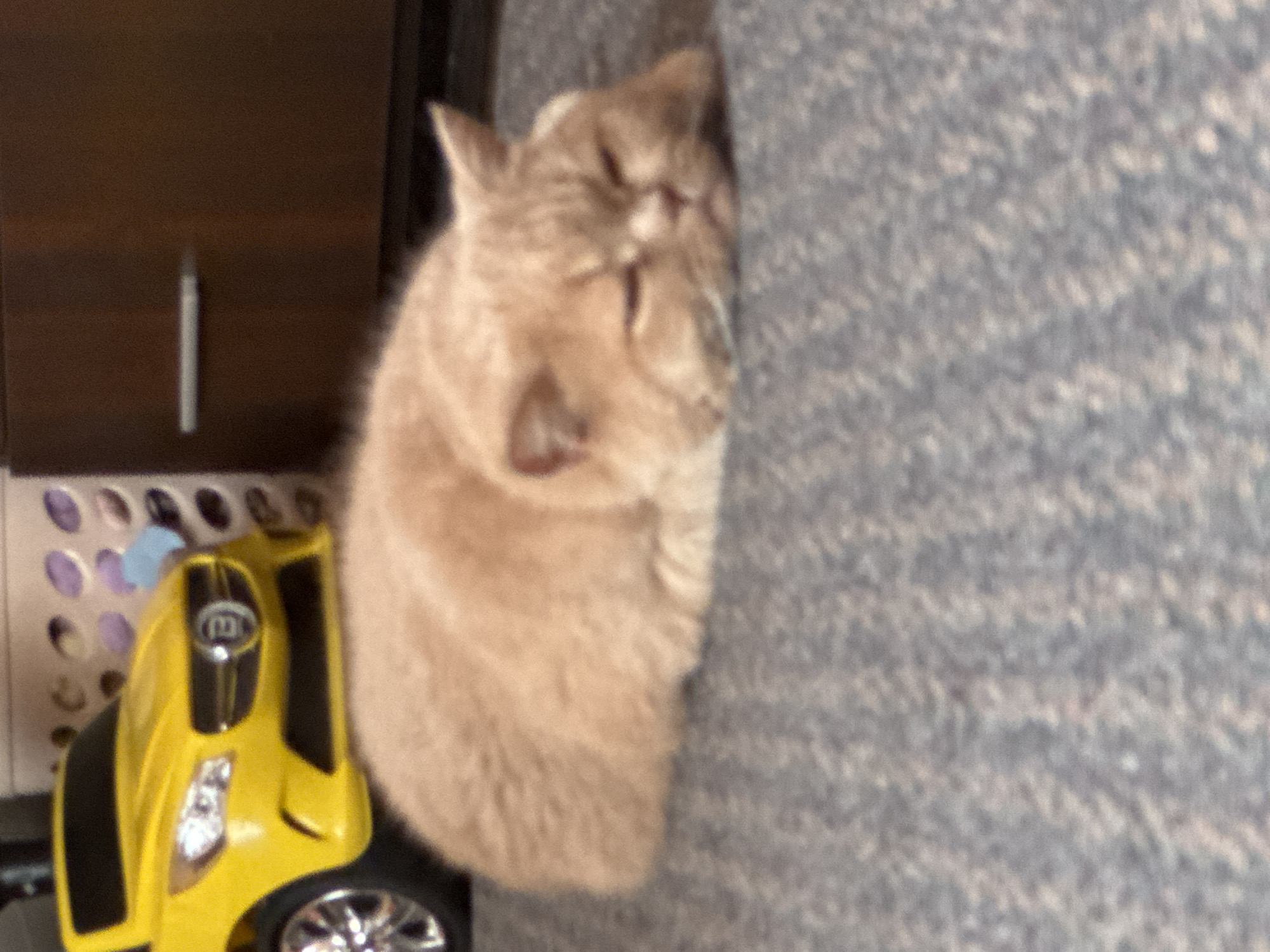 A light orange tabby cat is sleeping on a grey carpet. The cat is lying on its side with its head resting on the carpet. Its eyes are closed and its mouth is slightly open. In the background, a yellow toy car is visible. The car is a replica of a Mercedes-Benz and appears to be a children's toy. The scene is indoors and appears to be a domestic setting.