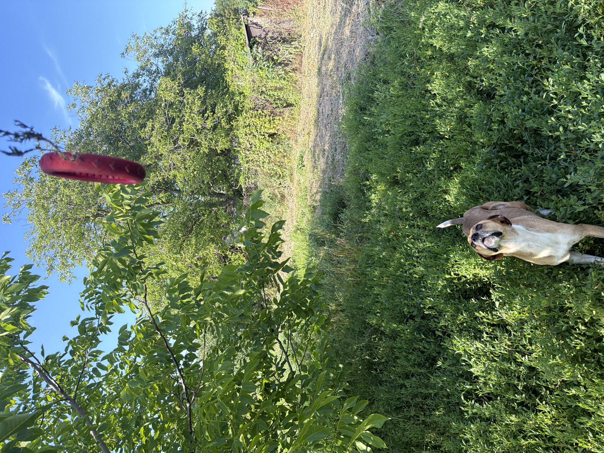 The image shows a tan dog lying on its back in lush green bushes, with its head tilted back and mouth open as if panting or smiling. The dog appears to be outdoors in a natural setting, possibly a backyard or park, given the dense foliage and trees. The sunlight suggests it is daytime, and the clear blue sky hints at fair weather. A bright red, oblong object, possibly a toy, is visible in the upper left corner of the image, hanging from a thin branch. The background includes more greenery, a patch of dry grass, and a glimpse of a wooden structure, perhaps a shed or fence, partially obscured by vines. The overall scene conveys a playful and relaxed atmosphere, with the dog enjoying the outdoors. The image is oriented vertically.
