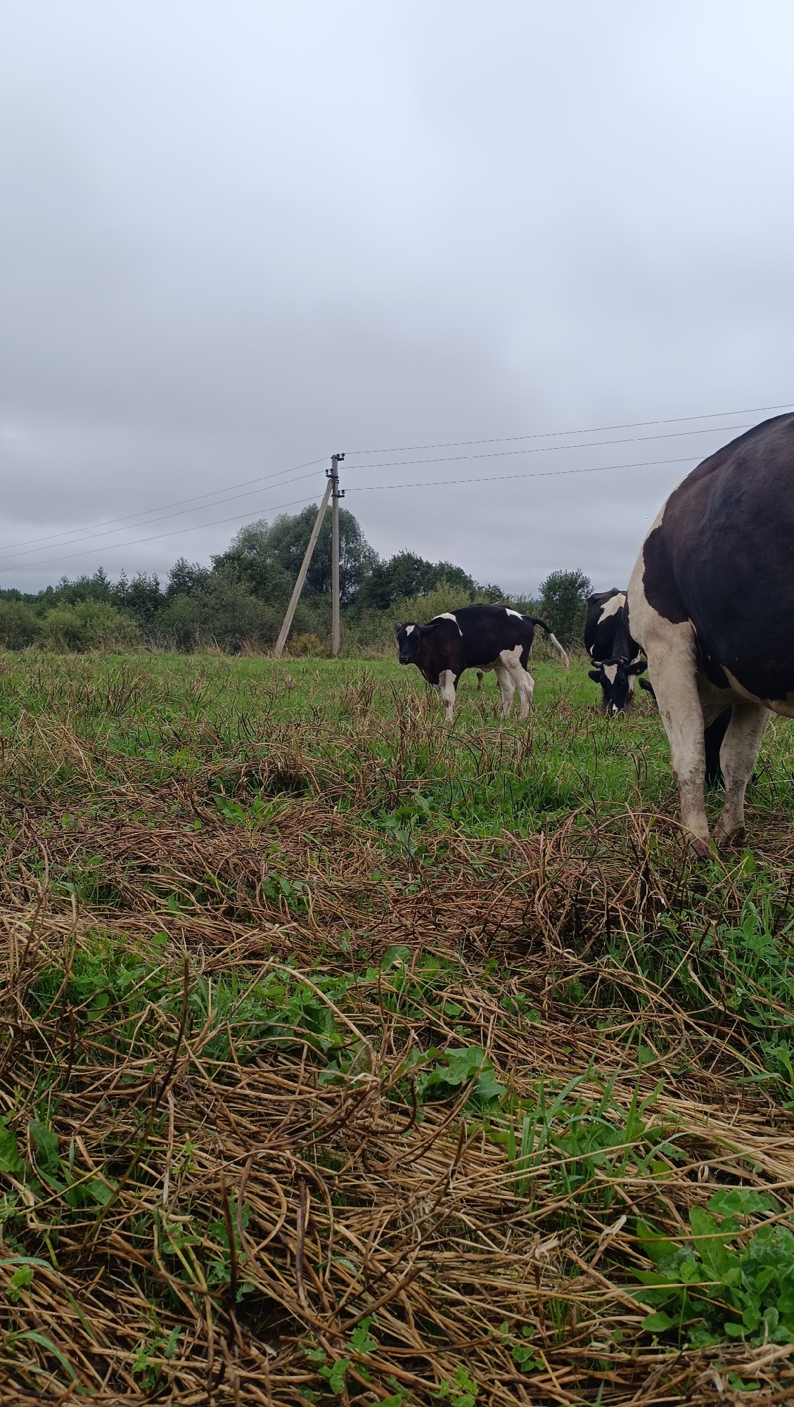 A low-angle, outdoor, medium shot shows a herd of cows grazing in a field under a cloudy sky. A telephone pole with wires is visible in the background. The ground is covered with dry grass and some green vegetation. The cows are black and white. One cow in the foreground is partially visible from the rear, its back and hindquarters filling the right side of the frame. In the middle ground, a calf stands in the grass, facing left. Further back, another cow with its head down is grazing. The scene appears to be in a rural setting, possibly a farm or pasture. The overcast sky suggests a cool or damp day.