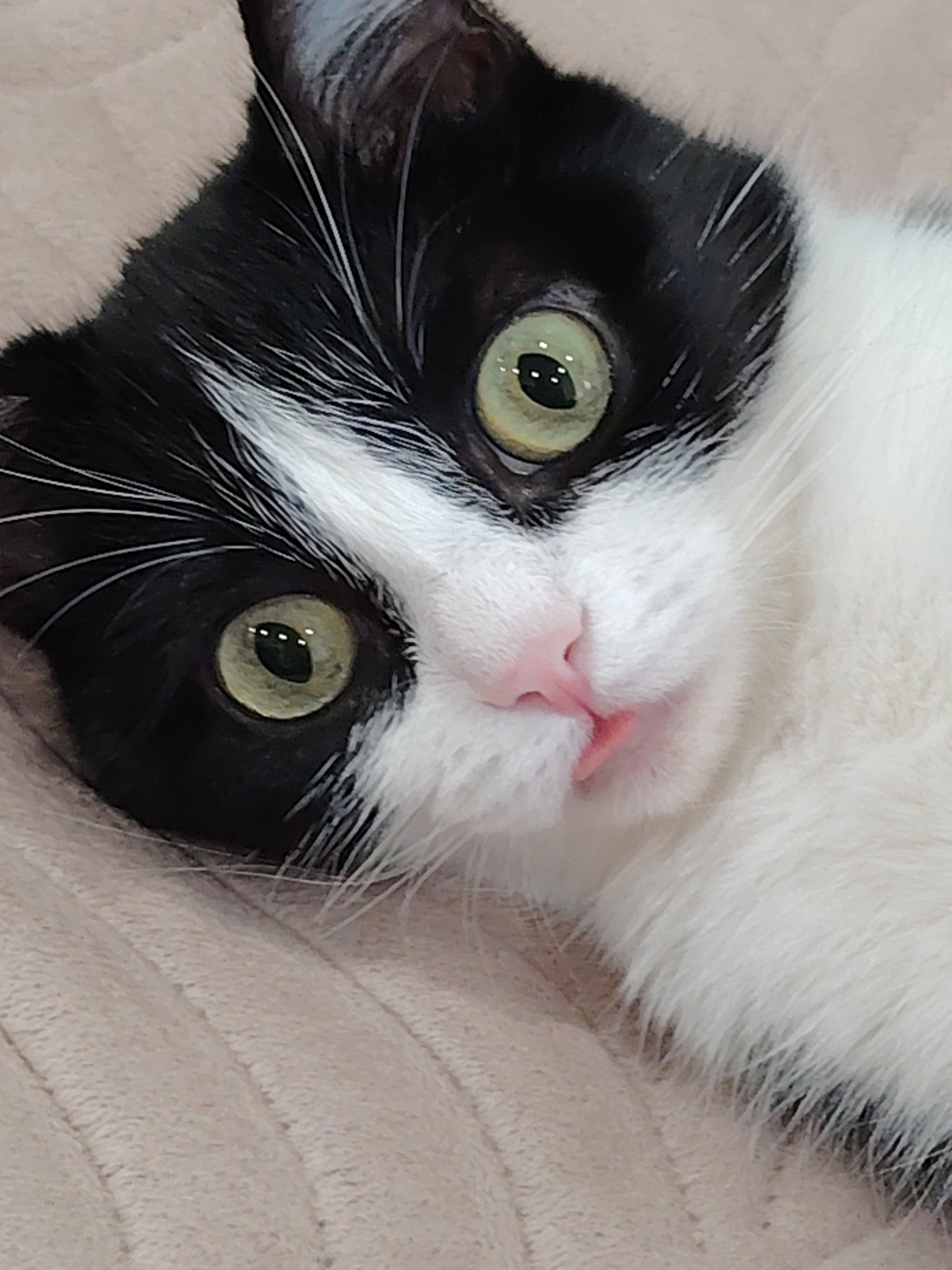 A close-up, slightly angled shot shows a black and white tuxedo cat lying on a textured beige surface, possibly a blanket. The cat's left eye is partially visible and focused on the camera, exhibiting a green iris with bright reflections. The cat's pink nose is visible, with a tiny portion of its tongue slightly protruding. Its fur is predominantly white on the right side of its face and body, transitioning to black on the left side, including its ear and eye area. White whiskers fan out from its muzzle. The background is a soft, out-of-focus beige texture.