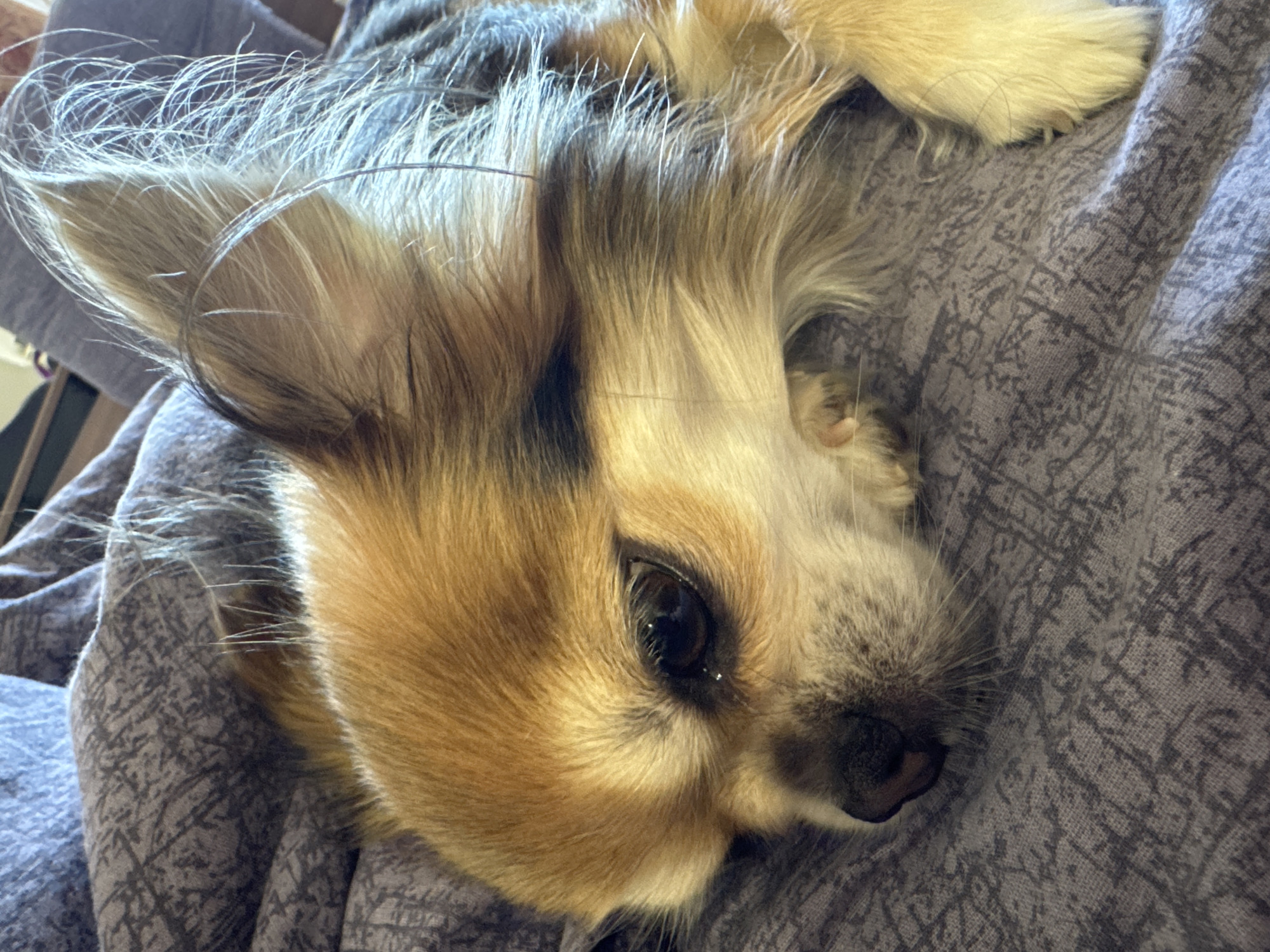 The scene depicts a long-haired Chihuahua-type dog resting on a textured, greyish-purple blanket with a subtle, abstract pattern. The dog's head is positioned towards the left of the frame, with its left eye partially visible and appearing dark brown. Its snout, featuring a dark nose, is visible in the lower-left quadrant. The dog's fur is predominantly light brown and tan, with streaks of darker brown or black around its eyes and ears. Its large, upright ears are adorned with long, wispy hairs. A lighter blue or grey fabric is visible in the background, suggesting an indoor setting. Portions of the dog's light-colored paws are visible on the right and near its chest. The lighting is soft, highlighting the texture of the dog's fur and the blanket. This scene is located in the city of Saint Petersburg, Russia.