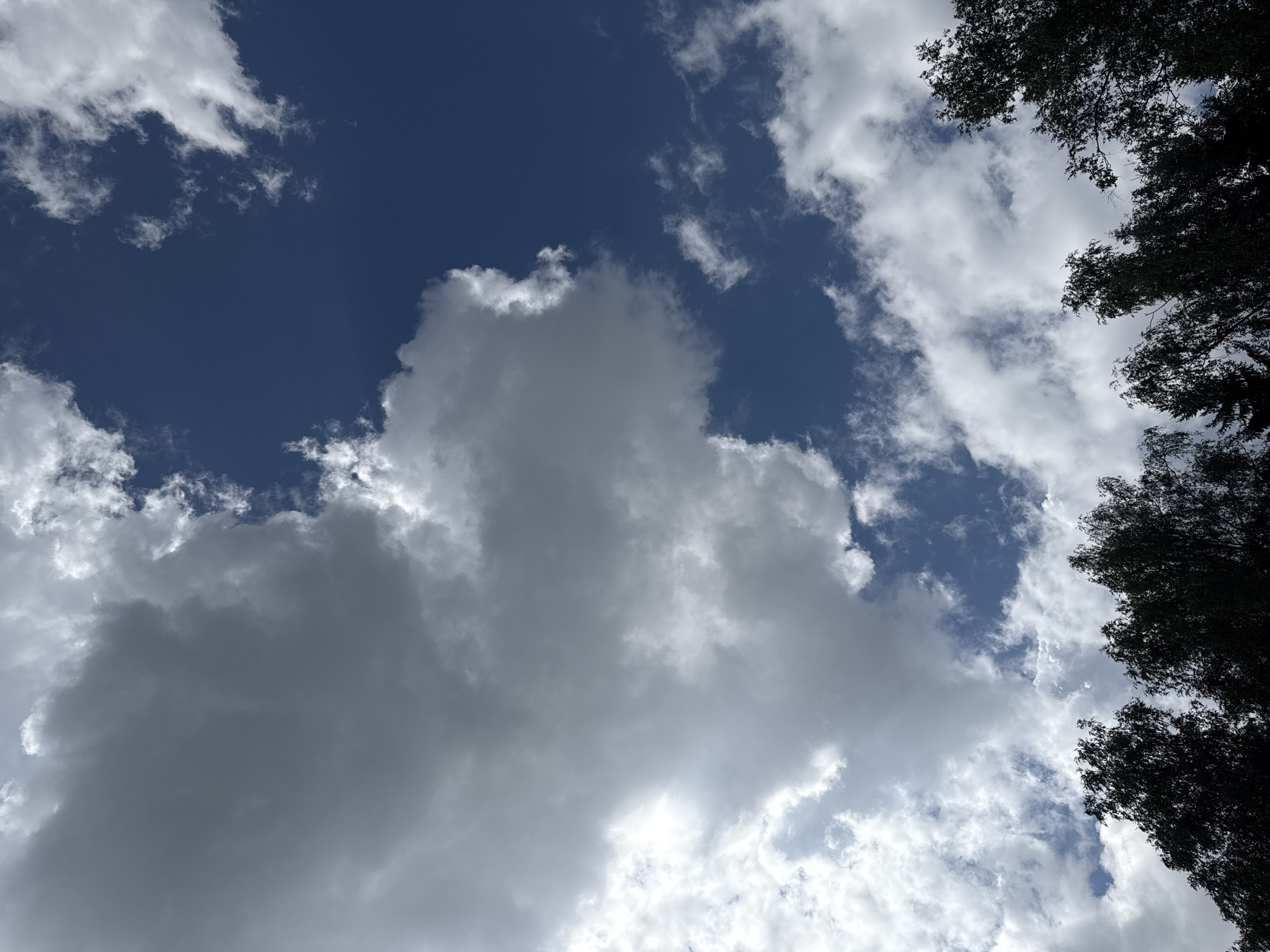 The image captures a segment of the sky above a treeline, likely within the city of Mahilyow, Belarus. The upper portion of the frame is dominated by a deep blue sky interspersed with various cloud formations. Large, dense grey clouds occupy the left and center of the image, with sunlight breaking through in some areas, creating highlights and shadows. Smaller, wispy white clouds are scattered across the blue sky, particularly towards the right side. The bottom of the image features a dark silhouette of a dense treeline, with the tops of the trees reaching upwards into the sky. The foliage appears full, suggesting it is likely summer or early autumn. There are no people or specific landmarks visible, focusing solely on the natural elements of the sky and the forest canopy.