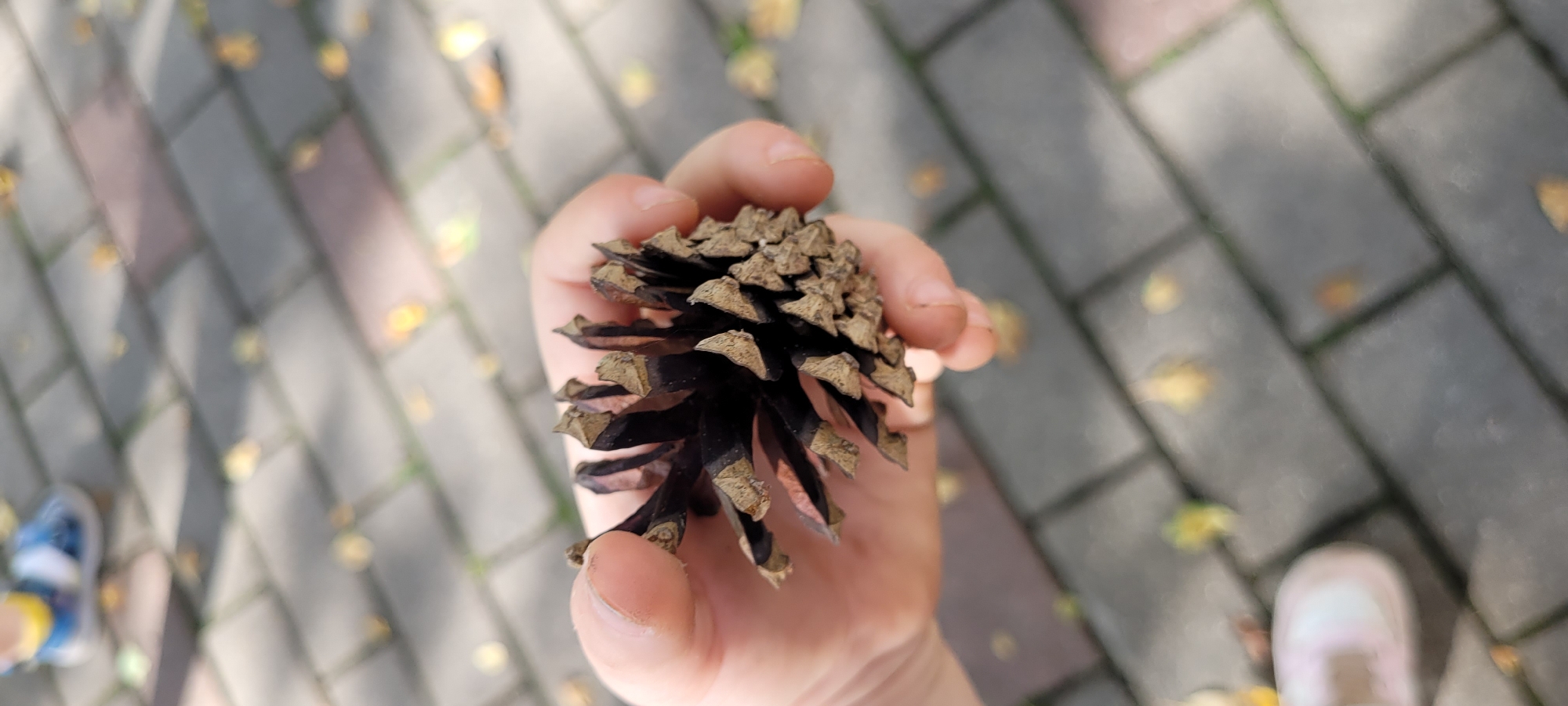 A hand is holding a dark brown pinecone with dried brown scales. The hand appears to be that of a child or young person, with a smooth, light-skinned appearance. The pinecone is positioned centrally in the frame, taking up a significant portion of the image. The background is a paved surface made of interlocking rectangular gray and reddish-brown bricks, characteristic of a park or pedestrian pathway. Scattered yellow and brown fallen leaves are visible on the bricks, suggesting an autumn season. The lighting indicates an outdoor setting with dappled sunlight creating shadows on the ground. In the upper left corner, a blurred view of a child's blue and yellow shoe is present, and in the lower left corner, a blurred view of a white sneaker is visible. There are no specific landmarks visible to pinpoint a location within Riga, Latvia.