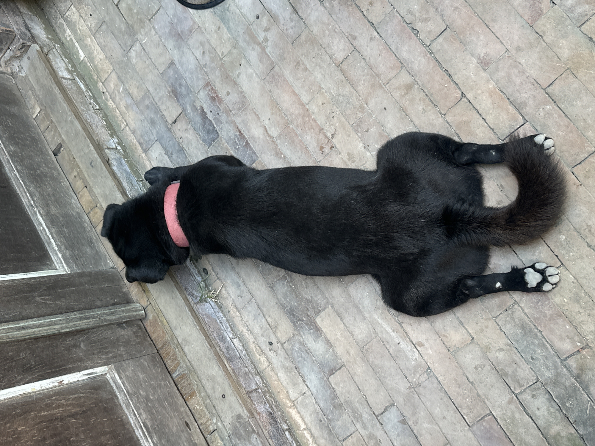 A black dog with a pink collar is lying on a brick patio. The dog is lying on its stomach with its head turned to the left. The dog's tail is curled over its back. The brick patio is made of rectangular bricks laid in a herringbone pattern. There is a wooden door to the left of the dog. The scene appears to be outdoors. There is no visible text in the image.
