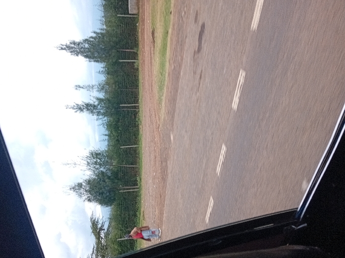 This image displays an outdoor scene in Timau ward, Kenya, observed from within a vehicle, indicated by the dark frame of a vehicle window in the foreground. A two-lane asphalt road with dashed white lane markings occupies the lower and mid-left portions of the frame, showing signs of motion blur consistent with a moving viewpoint. To the right of the road is an unpaved, reddish-brown dirt verge, followed by a narrow strip of green grass.
A single individual stands on the dirt verge in the mid-left. This person is dressed in light-colored trousers, dark shoes, a dark upper garment, and a reddish-brown jacket or wrap draped over their shoulders. An item, possibly a bag or bundled fabric, is carried over their left shoulder.
In the mid-ground, a green wire mesh fence supported by slender, light-colored posts stretches horizontally across the scene. Behind the fence, several young evergreen trees are scattered, with a denser line of similar trees forming a prominent green backdrop. A distinct, broader tree with dark foliage is visible on the far left. The distant background reveals faint mountainous terrain under an overcast sky characterized by white and light gray clouds. A light-colored concrete structure is partially visible behind the fence on the far right.
