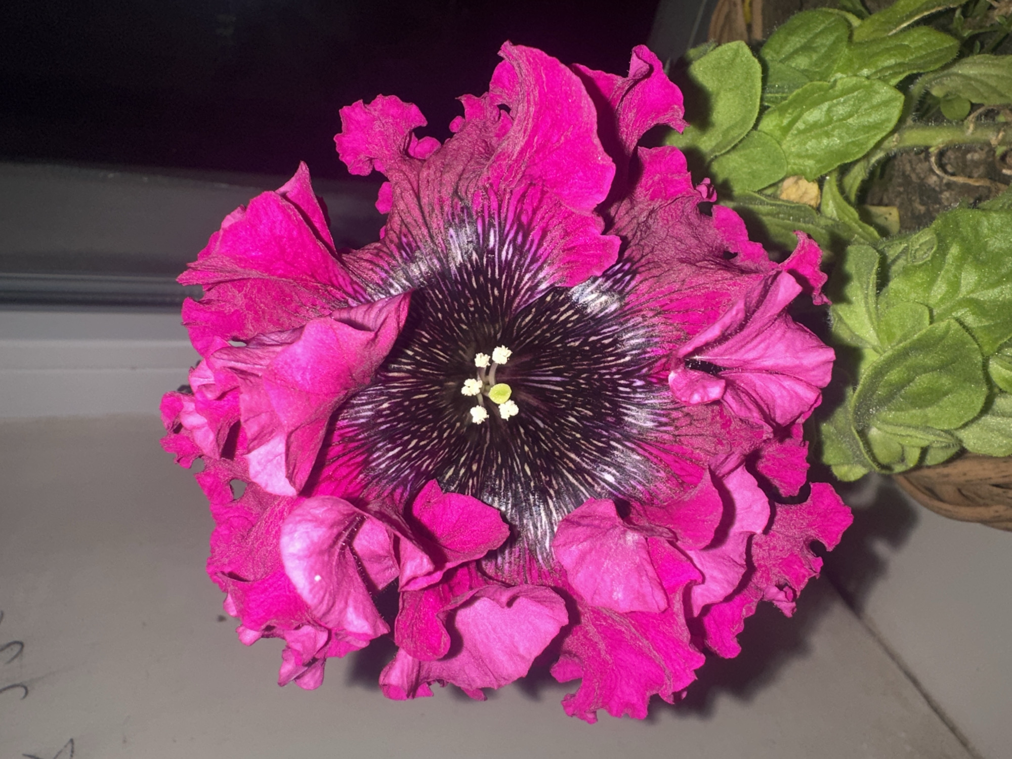A close-up photograph captures a vibrant, magenta-colored petunia flower. The flower is the central focus, displaying ruffled petals surrounding a dark, patterned center with a cluster of light-colored stamens. Beside the flower, glimpses of green foliage and a woven basket suggest the plant is potted. The flower rests on a light-colored surface, potentially a windowsill, with darker, indistinct areas in the background. The location is not discernible from this image.