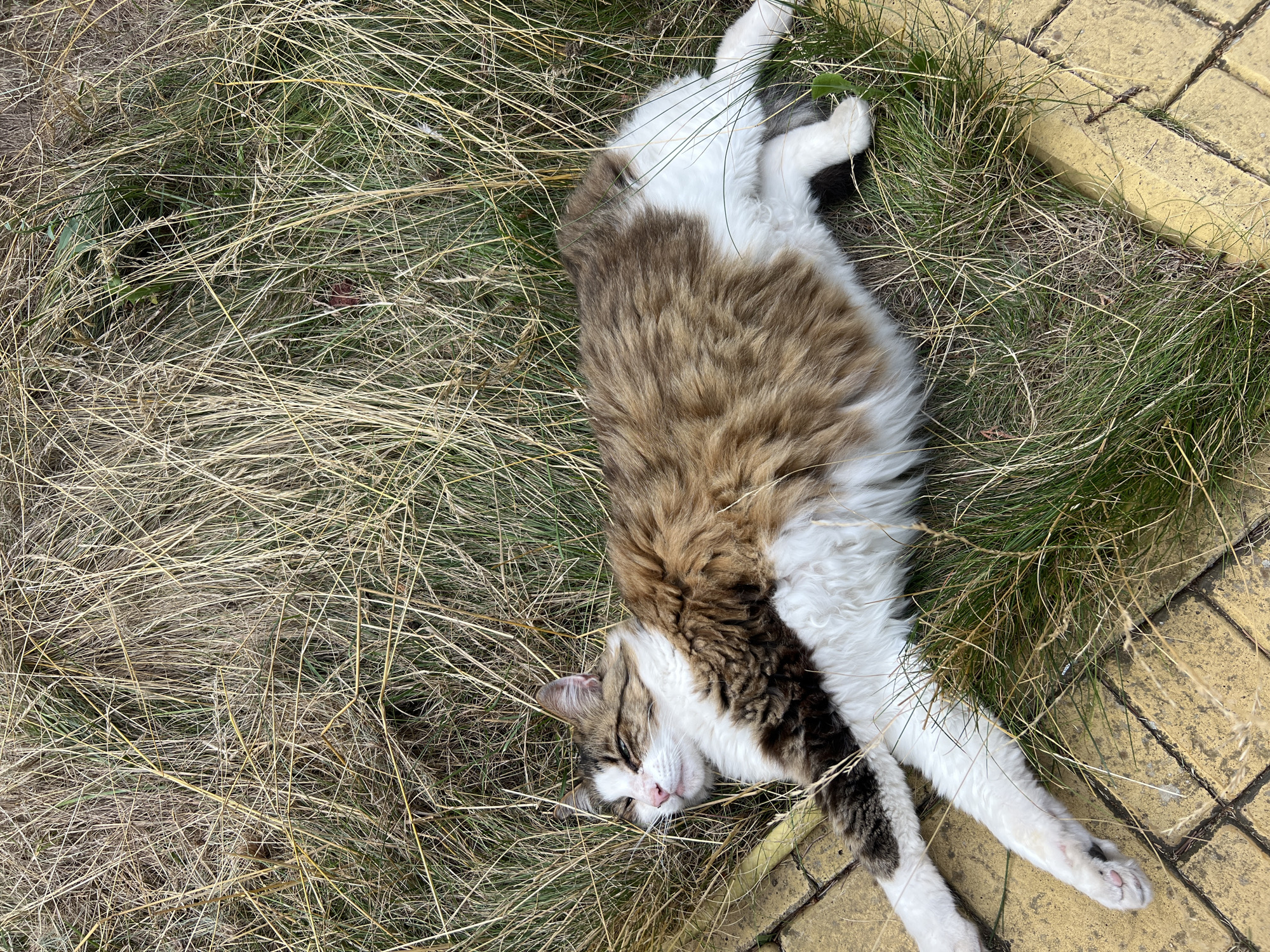 A long-haired domestic cat with white, brown, and black fur is lying stretched out on a patch of grass and dry reeds. The cat's eyes are closed, and its head is slightly tilted back, suggesting it is sleeping or resting. One of its front paws is extended towards the viewer, resting on a yellow tiled surface. The background consists of tall, dry grass and some green blades of grass. The scene appears to be an outdoor setting. There is no indication of the cat's location within the city of Fontanka, Ukraine, or any other specific location.
