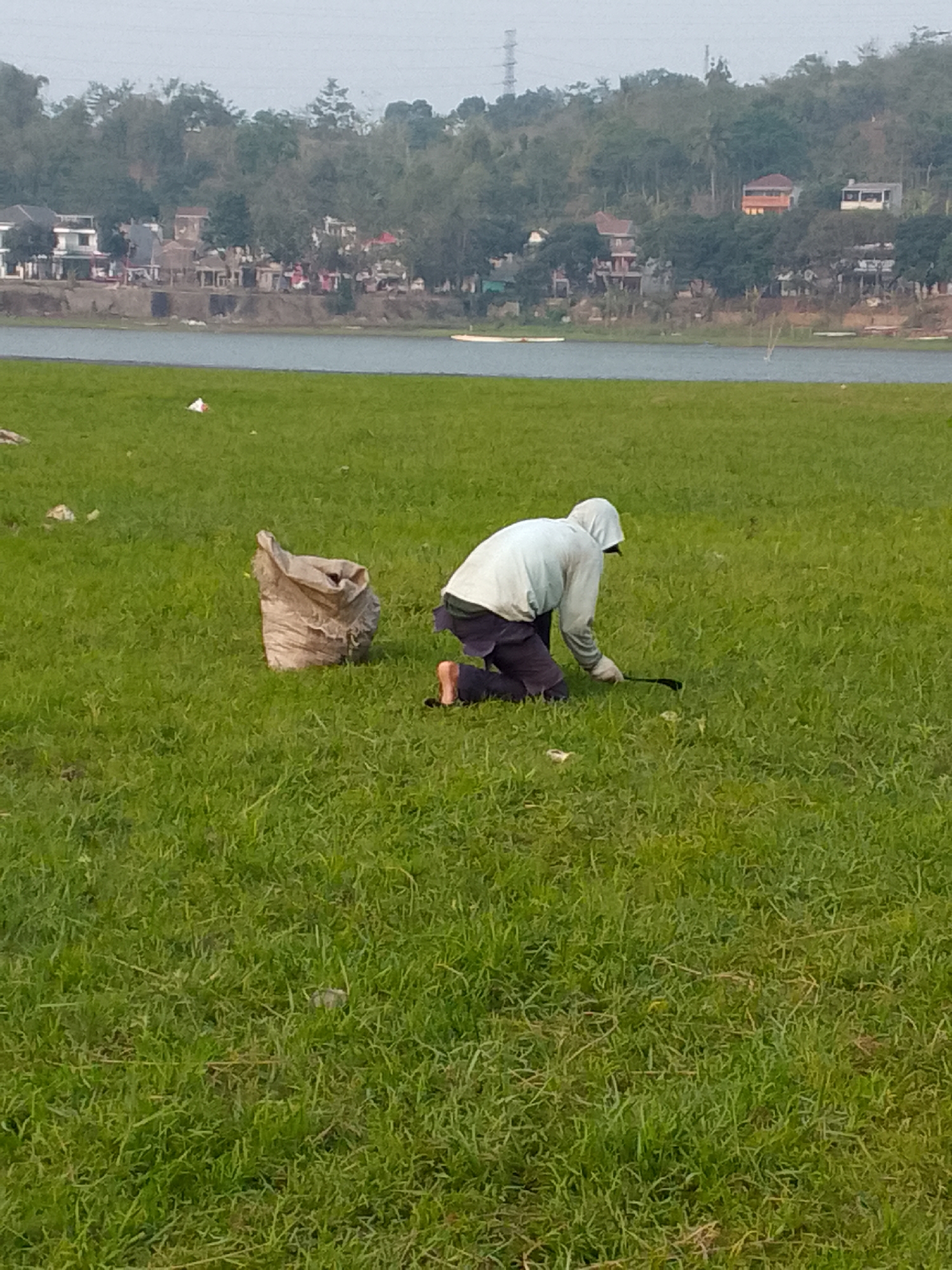 A person wearing a hooded light blue jacket and dark pants is kneeling on a grassy field next to a large, empty burlap sack. The person is holding a long-handled tool, possibly a rake or a grabber, and appears to be collecting something from the ground. The field is a vibrant green and has some scattered debris. In the background, a body of water, likely a lake or river, separates the field from a hillside covered with trees and buildings. The buildings are varied in style and color, suggesting a residential area. The sky is overcast. This scene is located in Ciburuy, Indonesia.