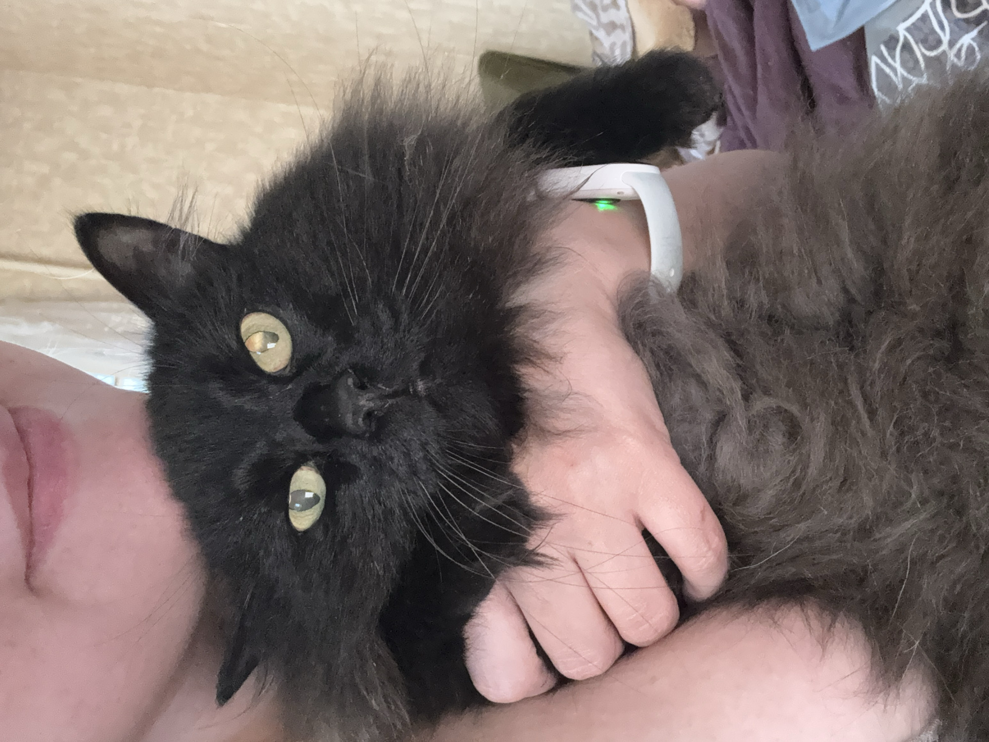 The image shows a close-up of a person holding a fluffy black cat. The cat's face is prominently featured, with large, green eyes looking directly at the camera. The cat has long, dark fur, and its head is partially obscured by a white, possibly electronic device worn on the person's wrist or arm. A green light is visible on this device.
The person's skin is visible on the left and bottom of the frame, with part of their face and hand holding the cat. The hand is gently cupping the cat's head. The background is blurred and appears to be indoors, with soft lighting suggesting daytime. The overall impression is one of comfort and affection between the person and the animal. There is no visible text in the image.