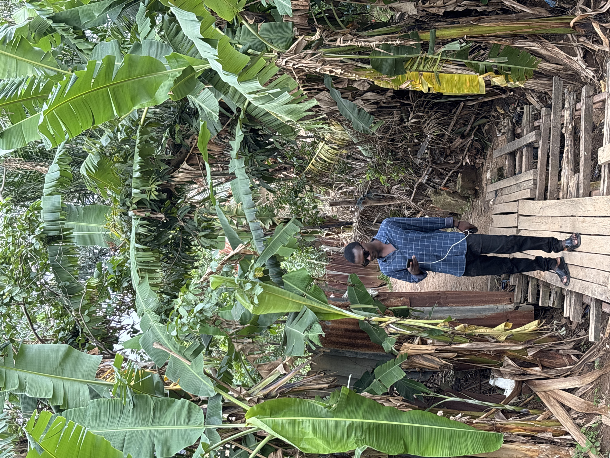 A young Black man wearing sunglasses, a blue and white checkered long-sleeved shirt, and black pants stands on a wooden pathway in a densely vegetated area. He is looking down at a black smartphone in his right hand, which is connected to white earbuds. The pathway is constructed of weathered wooden planks that appear uneven and potentially unstable. Lush green banana leaves overhang the scene, creating a tunnel-like effect. To the man's left, a corrugated metal structure is visible, partially obscured by vegetation. The environment suggests a rural or semi-rural setting, possibly within a compound or a less developed area of Jos, Nigeria, characterized by abundant plant life and simple infrastructure. The overall impression is one of an everyday moment captured amidst a tropical, overgrown landscape.