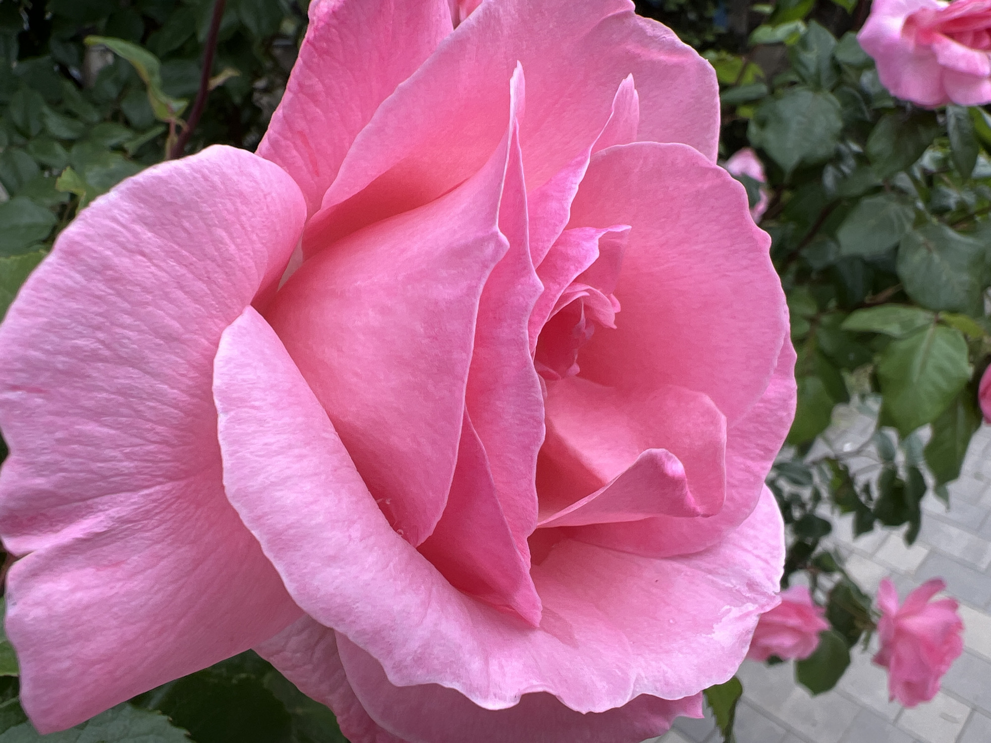 A close-up photograph displays a large, open pink rose, filling most of the frame. The rose petals are soft and slightly textured, with subtle variations in pink hues. The edges of the petals show delicate curls and curves. Background elements include green leaves and stems of the rose bush, as well as other pink roses that are out of focus. A paved surface with light gray bricks is visible in the lower right corner of the image. There is no indication that this image was taken in Krasnodar, Russia.