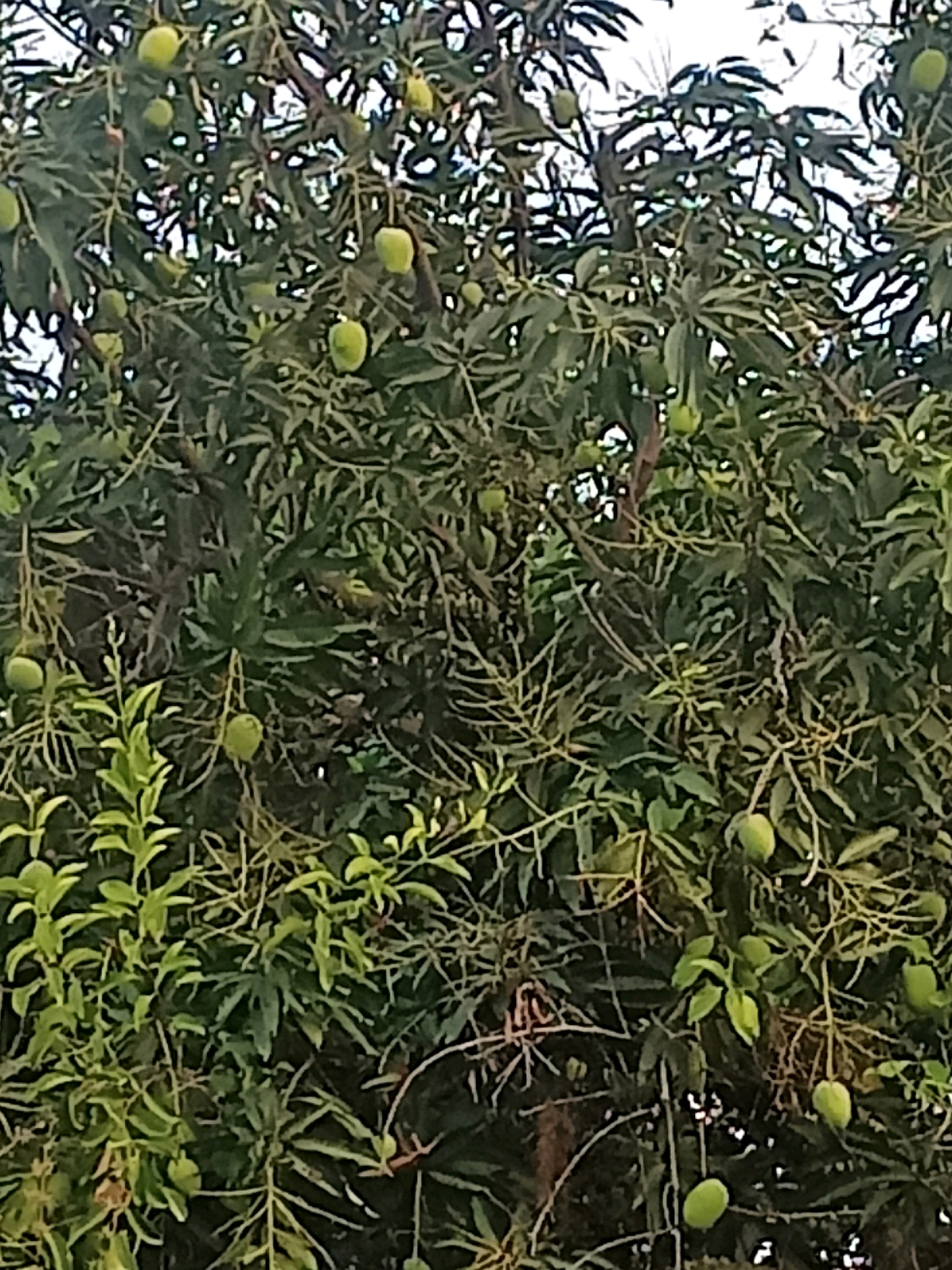 The image shows a close-up of a mango tree with many green mangoes. The tree is dense with dark green leaves and thin branches. Some of the mangoes are clustered together, while others hang individually. The background is a blur of foliage and some bright sky peeking through the leaves. The location is a mango tree in Slogo, Indonesia.