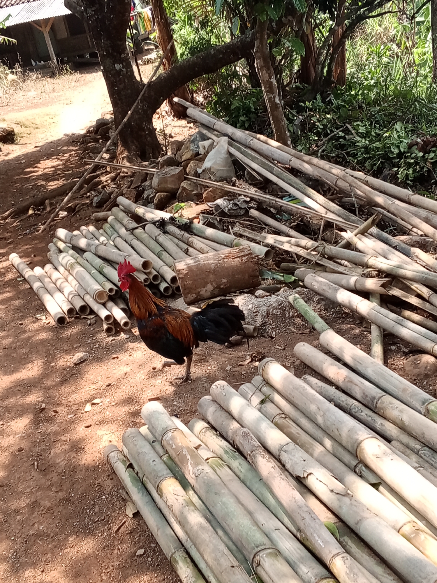 The image depicts an outdoor scene, likely a rural area in Subang, Indonesia, characterized by a dirt ground and lush vegetation. In the foreground, a rooster with brown and black plumage and a red comb stands near a large pile of cut bamboo stalks. The bamboo is arranged in multiple layers, some lying flat and others stacked haphazardly, suggesting recent harvesting or preparation for use. The environment includes trees with visible bark and branches, and dense green foliage in the background. Sunlight casts shadows across the scene, indicating a bright day. Further in the background, a simple structure with a corrugated metal roof is partially visible, possibly a dwelling or shed. The overall impression is one of a rustic, possibly agricultural or construction-related setting.
