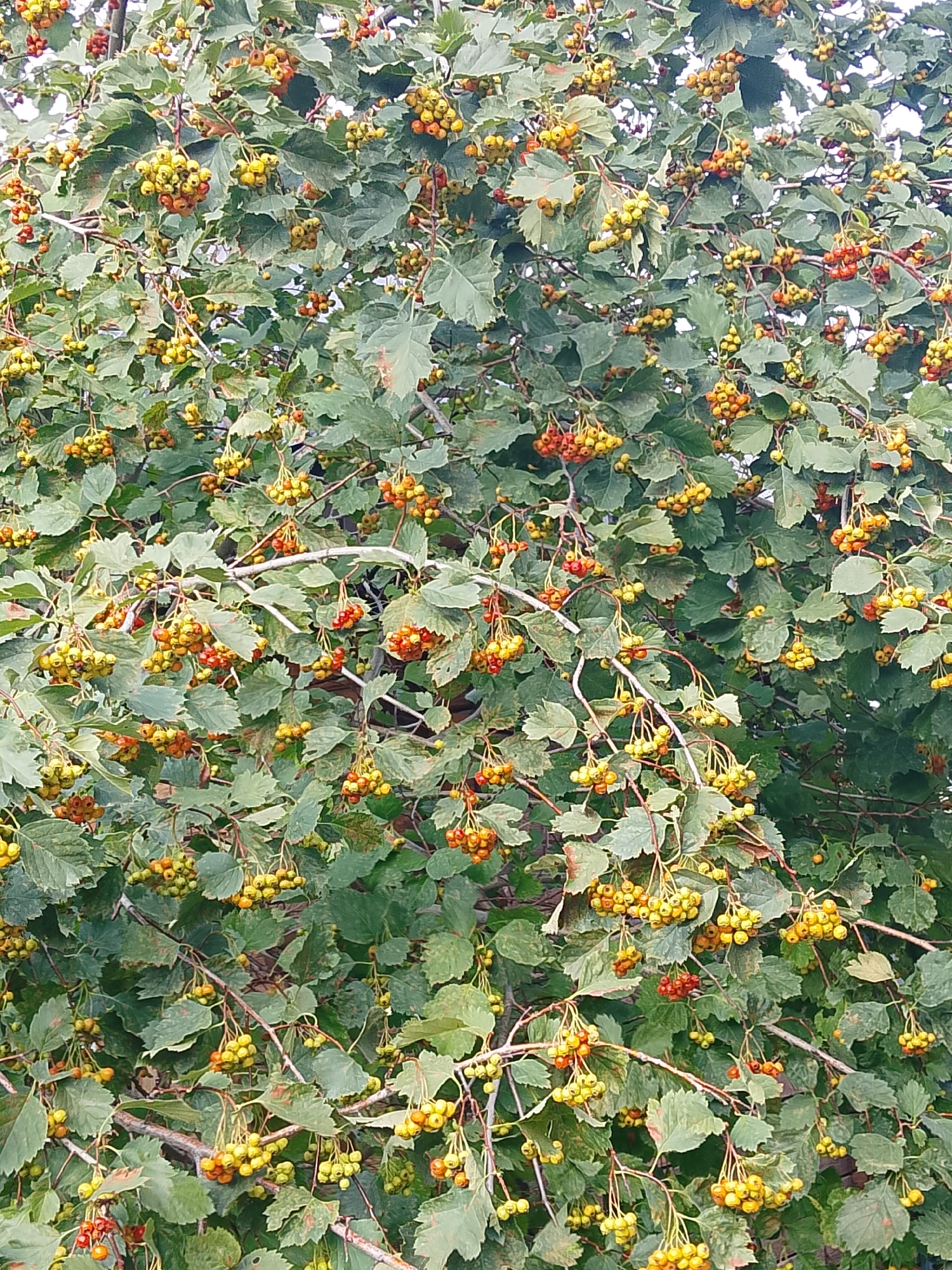 The image is a close-up, overhead view of a hawthorn tree heavily laden with ripening berries. The berries are clustered in bunches and range in color from pale yellow and green to a deeper orange-red. The leaves of the tree are a muted green, some showing signs of autumnal change with brown tinges. The branches are visible throughout the frame, creating a dense, natural composition. There are no people or discernible human activity in the image. The setting appears to be outdoors, likely in a park or garden area. Given the provided location of Oral, Kazakhstan, this scene likely depicts a common sight in the natural or cultivated landscapes of that region during the autumn season.