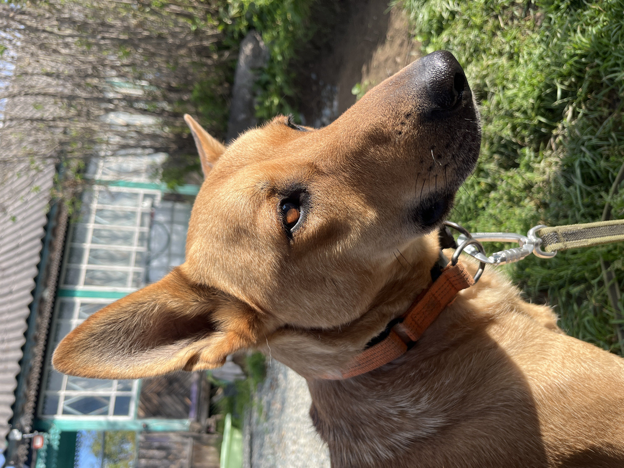 A close-up, eye-level, medium shot captures a brown dog with upright ears and an orange collar. The dog is facing to the right, with its head and shoulders filling the frame. Sunlight casts shadows across its fur, highlighting its amber eye and wet, black nose. Behind the dog, a blurred background shows a rustic, green-painted wooden house with a corrugated roof, suggesting a rural or suburban setting, possibly within the city of Nizhny Tagil, Russia. Green grass and a dirt path are visible in the foreground and mid-ground.