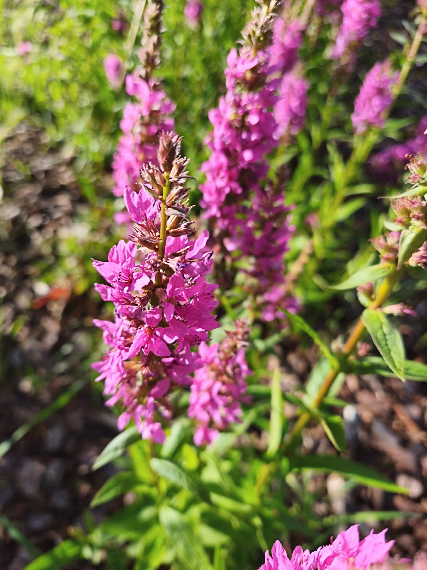 The image is a close-up shot of a cluster of bright pink flowers, likely loosestrife, in a garden setting. The flowers are arranged in vertical spikes with small, delicate petals. The background is blurred, showing green foliage and dark brown mulch, suggesting an outdoor environment. The lighting indicates it is daytime, with sunlight casting shadows and highlighting the vibrant colors of the flowers. There are no people or discernible man-made structures visible in the image. The scene appears to be in a natural or semi-natural garden environment. It is not possible to determine the specific location within the city of Tallinn, Estonia, from the provided image.