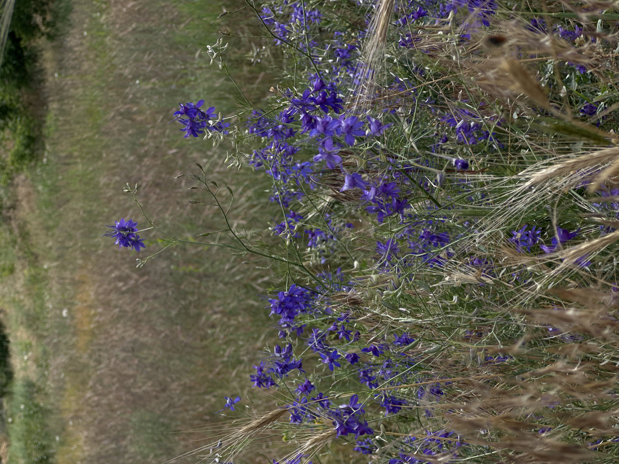 This is a vertical, eye-level, medium shot of purple wildflowers blooming in a grassy field. The flowers are clustered together, with delicate purple petals and thin green stems. Some of the flowers are in focus, while others are blurred in the background. The field is composed of dry, golden grasses and green vegetation. In the distance, a dark green tree line forms the horizon. The scene appears to be set in a natural, outdoor environment.