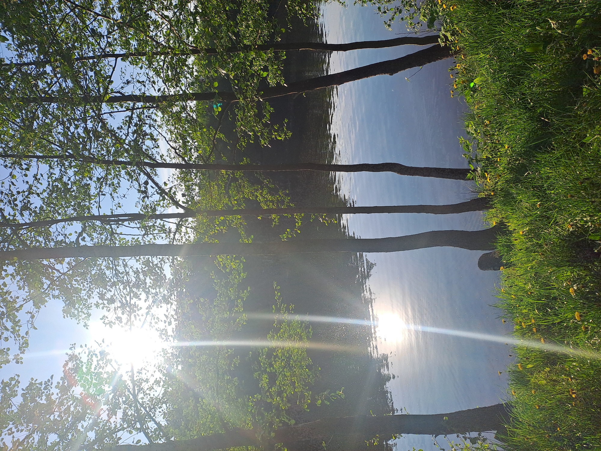 The image shows a body of water, possibly a lake or pond, reflecting the sky and sunlight. The sun is very bright, creating a lens flare effect. Trees line the edge of the water, with their branches and leaves visible. Some grass and dandelions are also visible on the shoreline. The location is stated as Меткомелино, Russia. There are no people visible in the image. The scene appears to be a natural, outdoor setting with water, trees, and vegetation.