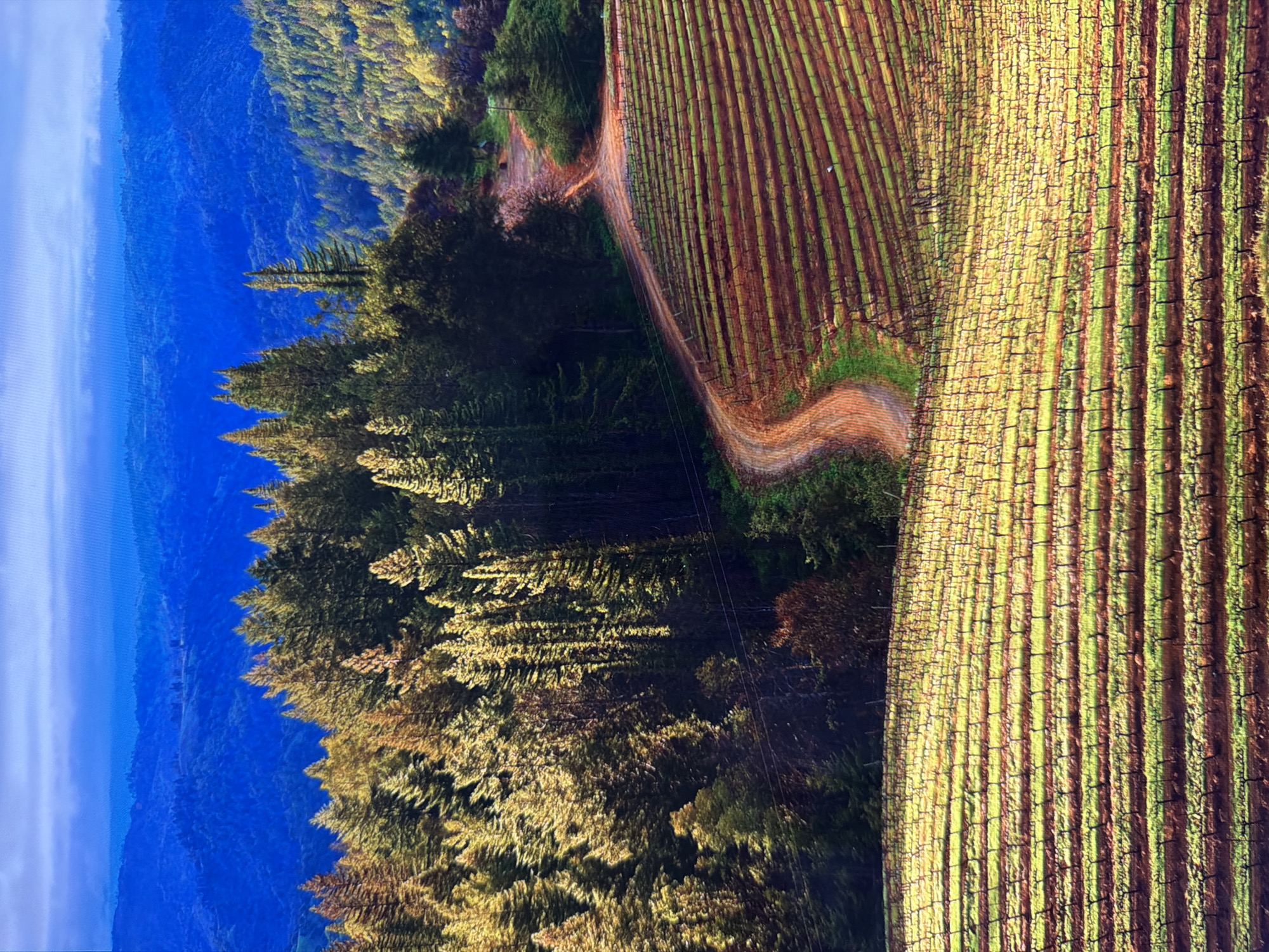 The image depicts a panoramic view of rolling hills covered in a vineyard and dense forest. In the foreground, rows of grapevines stretch across the landscape, appearing bare with the skeletal structures of the plants visible. The soil between the rows is a reddish-brown. A winding dirt road cuts through the vineyard and leads upwards into a dense forest of evergreen trees. Sunlight filters through the trees, creating dappled patterns of light and shadow. In the background, layers of distant hills recede into a hazy blue atmosphere, suggesting a vast, expansive landscape. The sky is a soft blue with wispy clouds. There are no people or animals visible in the image. The scene appears to be a rural, agricultural area with a focus on viticulture and natural forestry. The mention of Kyiv, Ukraine is not supported by any visual cues within the image.