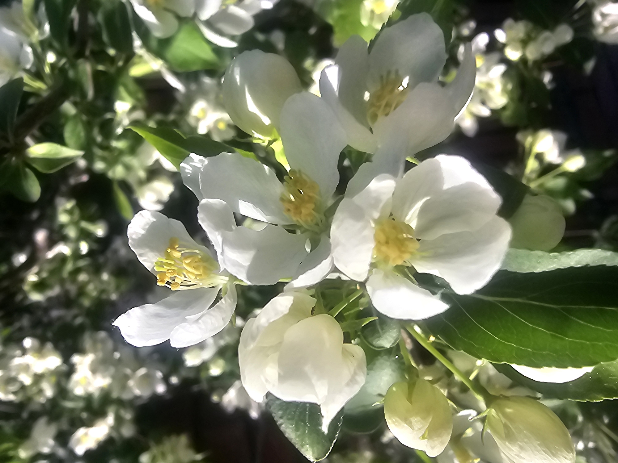 The image shows a close-up view of blooming apple tree flowers in Chaikovsky, Russia. The flowers are white with yellow centers, and the blossoms are surrounded by green leaves. The background contains additional white flowers and green foliage. Sunlight illuminates the scene.
