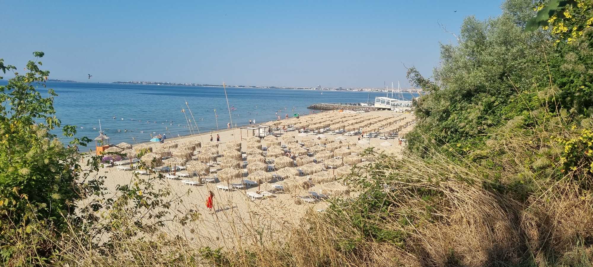 The image depicts a crowded beach in Sveti Vlas, Bulgaria, on a sunny day. The scene is dominated by a vast expanse of sand covered with numerous rows of thatched umbrellas and white lounge chairs. People are scattered across the beach, some are sunbathing on the chairs, others are walking or engaging in activities in the shallow waters of the clear blue sea. Several buoys mark a designated swimming area. In the distance, a modern white building with a sail-like roof structure is visible, along with docked boats. The shoreline is lined with a breakwater made of rocks. The foreground is partially obscured by dry grass and lush green vegetation, including trees and bushes, suggesting the viewpoint is from a slightly elevated position overlooking the beach. The sky is clear and blue.
