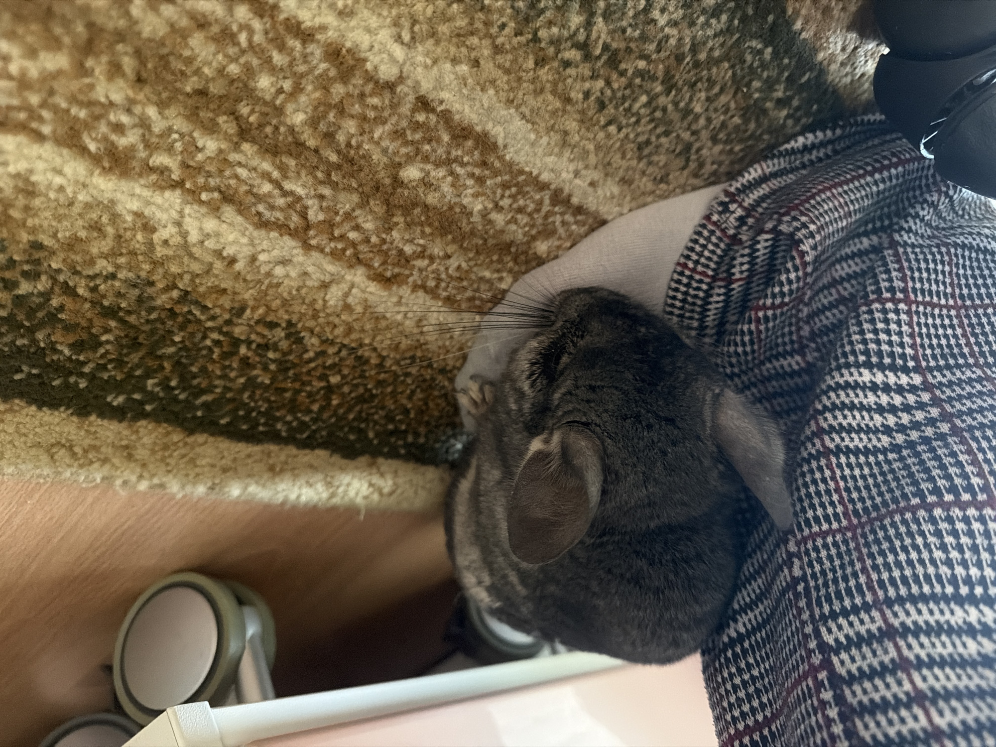 A chinchilla is nestled on a rug under a piece of furniture. The chinchilla is dark gray and appears to be sleeping or resting. It is partially covered by a plaid fabric. The rug has a pattern of brown, beige, and dark green stripes. The furniture appears to be a white shelf unit with wheels. The floor is made of wood. The scene is indoors, likely in a home. The location is not specified in the city of Kurgan, Russia.