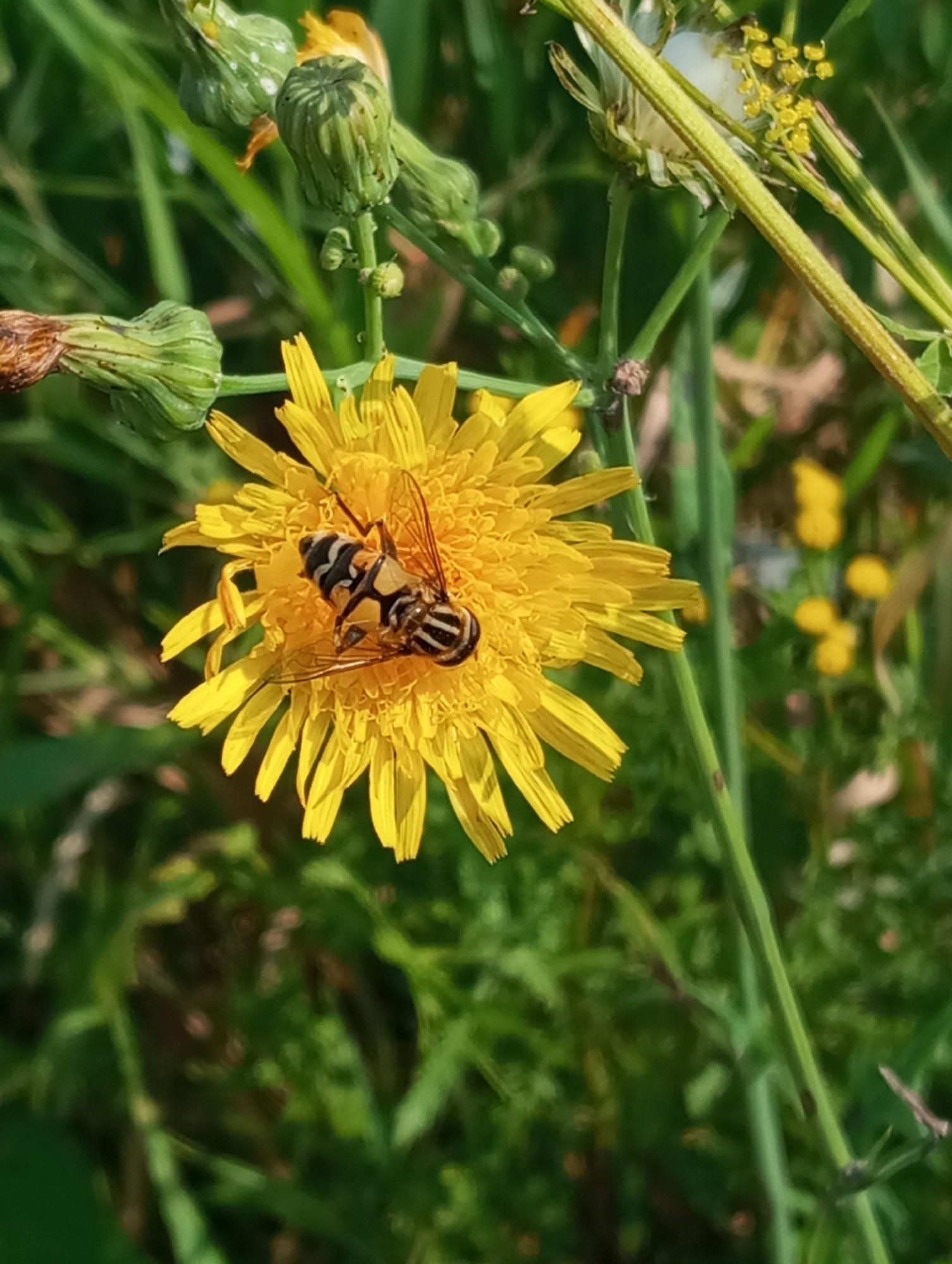 A close-up, eye-level, horizontal shot captures a hoverfly perched on a bright yellow dandelion flower. The hoverfly is positioned in the upper right quadrant of the flower, its striped abdomen and translucent wings clearly visible. The dandelion's petals are thin and ray-like, radiating outwards from its center. In the background, out-of-focus green foliage and stems suggest an outdoor, natural setting, possibly a meadow or garden. The lighting indicates it is daytime, with the sun illuminating the flower and its visitor. There are no people or man-made structures visible in the frame.