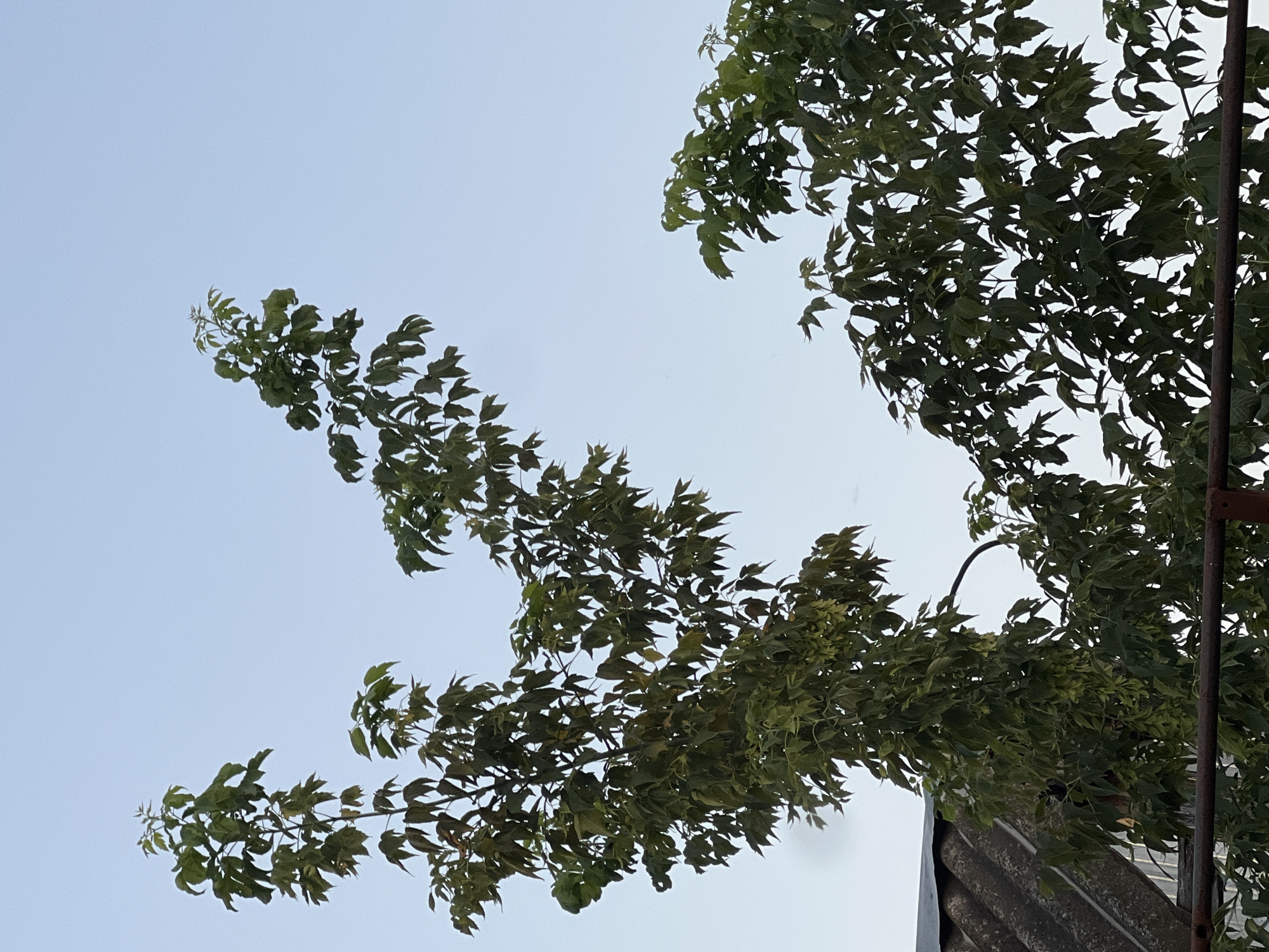 A tall, leafy green tree branch extends upwards against a clear blue sky. To the left, a portion of a dark gray, corrugated roof is visible, along with a rusty metal railing in the foreground.