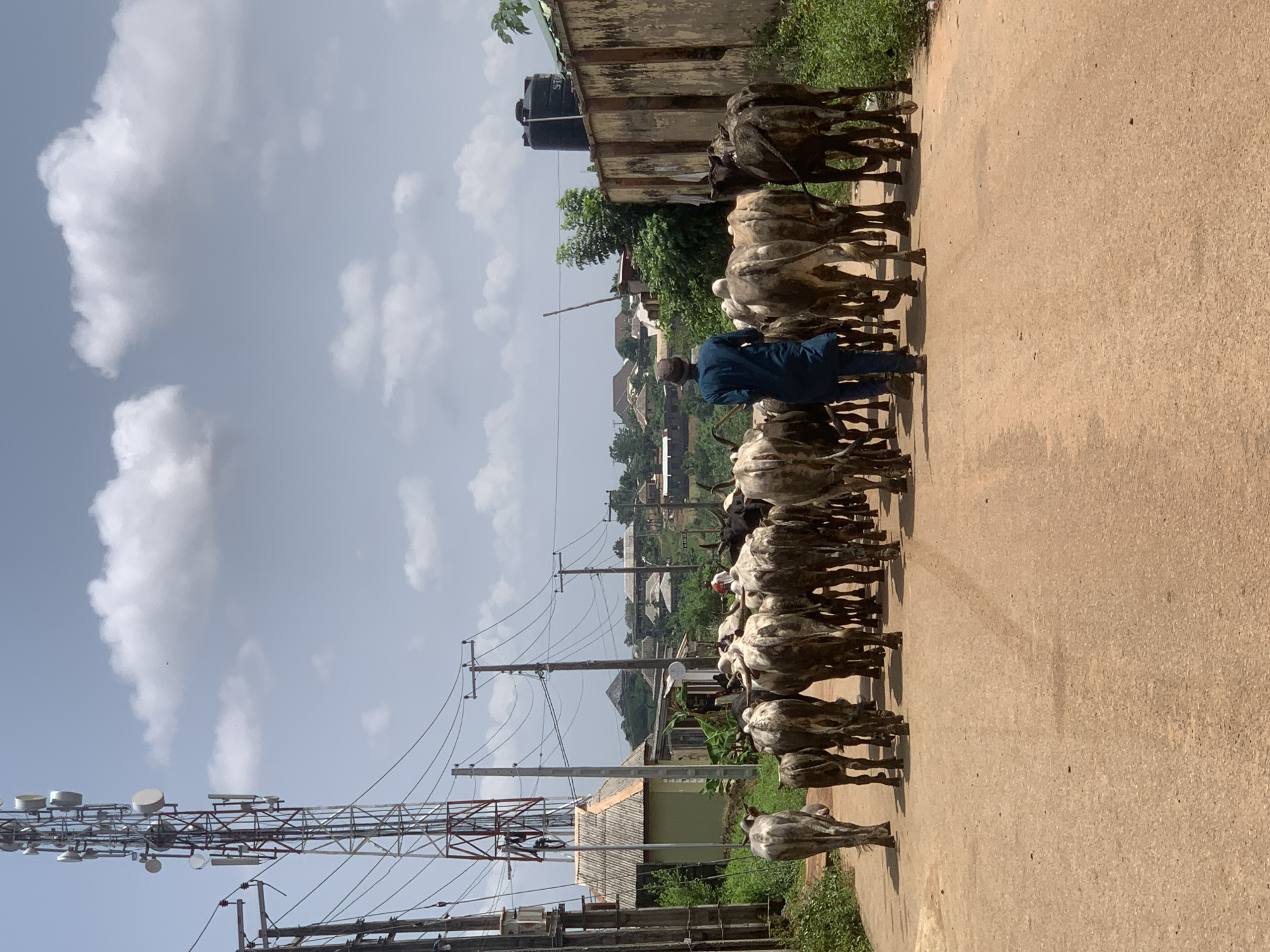 A street in Ikorodu, Nigeria is seen on a day with scattered clouds. A man wearing a blue shirt is walking alongside a line of cows on the asphalt road. The cows are mostly white and grey with some brown markings. Electrical poles and wires run along the side of the road. A cell tower is on the left side of the image. Buildings and trees are visible in the background.