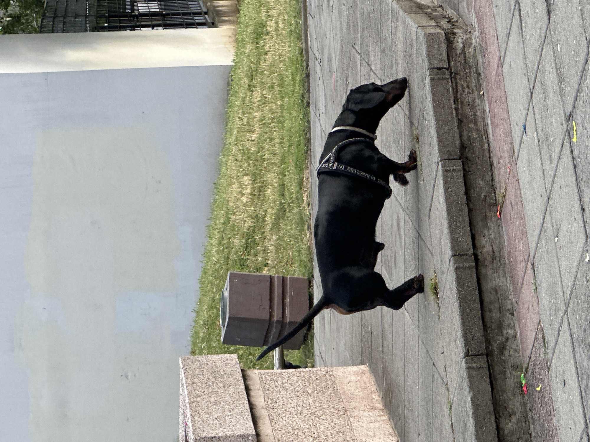 A black dachshund with a harness is sniffing the ground on a paved walkway. The dog is in profile, facing to the right. Behind the dog, a grassy slope leads up to a light-colored wall. To the left of the dog, a textured concrete planter box is visible. A darker, square concrete structure with an opening at the top is behind the planter. In the background, a metal fence and a light-colored pillar are present. The walkway is made of large, grey concrete tiles. Small pieces of colorful debris, possibly confetti or small plastic fragments, are scattered on the lower walkway. The scene appears to be outdoors in a public urban setting, possibly a park or promenade.