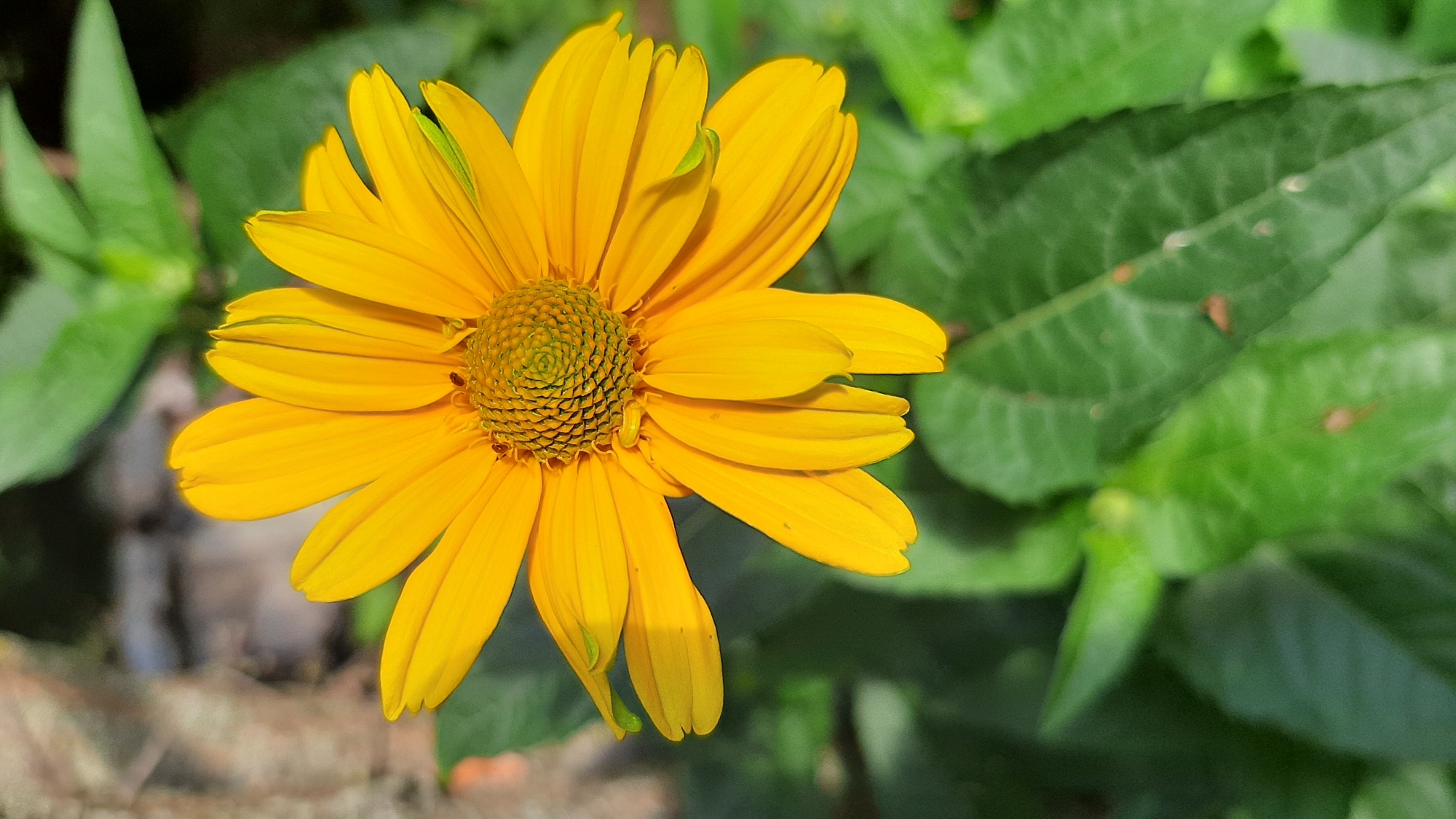 A close-up, vertically oriented, full shot of a bright yellow daisy-like flower is presented. The flower dominates the frame, with its petals unfurling outward from a central green disc. The disc is covered in a spiral pattern of tiny seeds or florets. The petals are a vibrant yellow, with hints of green at their tips, and they are slightly curved and layered. The flower is positioned slightly off-center, with its top extending beyond the upper edge of the frame. The background is a blur of green foliage, suggesting the flower is outdoors in a garden or natural setting. The lighting appears to be natural sunlight, casting subtle shadows on the petals. There are no people or other animals visible in the image.