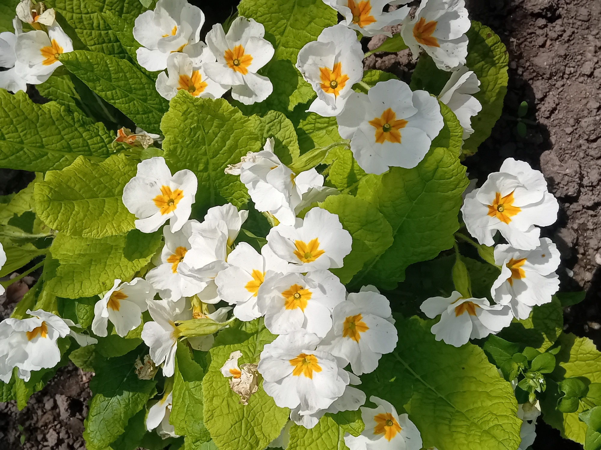 A close-up, eye-level shot shows a cluster of white primrose flowers with yellow centers surrounded by green leaves. Some bare soil is visible in the upper right corner of the image. The location is unknown.