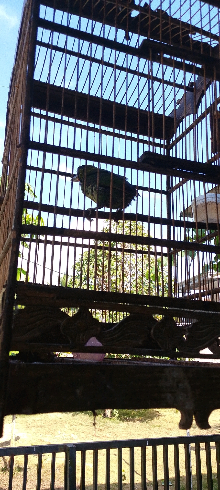 A dark green bird is perched on a horizontal bar inside an old, wooden birdcage. The cage has vertical bars and some wooden decorative elements at the bottom. Through the bars, a bright blue sky with some clouds is visible, along with green foliage from trees and plants. The cage is positioned outdoors, as indicated by the natural lighting and the background scene of grass and trees, likely in Sindangrasa, Indonesia. The image is taken from a low angle, looking up at the birdcage.