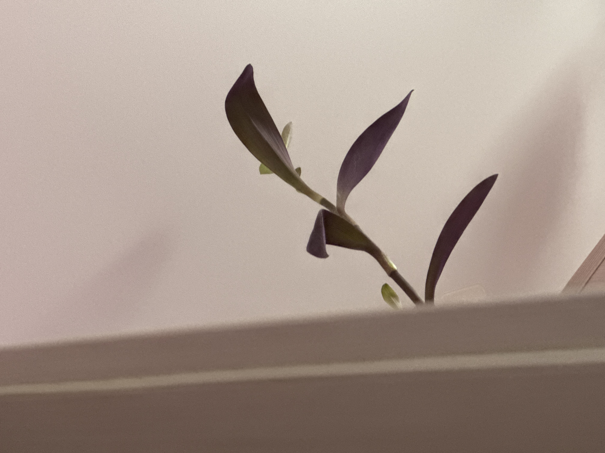 An indoor shot depicts a single plant stem with dark purple leaves extending diagonally from the bottom left towards the top right of the frame. The stem is thin and green, with a few small, lighter green leaves emerging near the top. The background is a plain, lightly textured off-white or beige surface, possibly a wall or curtain. A vertical, slightly darker shadow is cast on the left side of the image by an unseen object, likely the edge of a window frame or furniture. The lighting suggests it may be daylight or artificial light from a window. There are no people or animals present. The image does not provide information that would allow for the determination of its location within Mikhaylovsk, Russia.