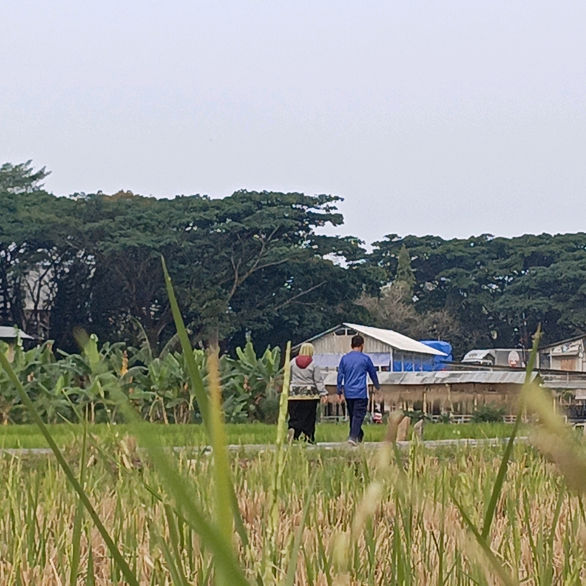 In Salatiga, Indonesia, two people walk on a path in a rural setting, with a field of dry rice stalks in the foreground. Behind the field, banana trees and a dense line of green trees form the middle ground. A low-lying building with a white roof, likely a barn or market stall, is visible in the middle distance, with a blue tarp on its roof. Further behind, another building is partially obscured by trees. The sky is overcast. The person on the left wears a light-colored jacket with a red hood and a dark skirt, while the person on the right wears a blue long-sleeved shirt and dark pants. They are walking away from the camera.