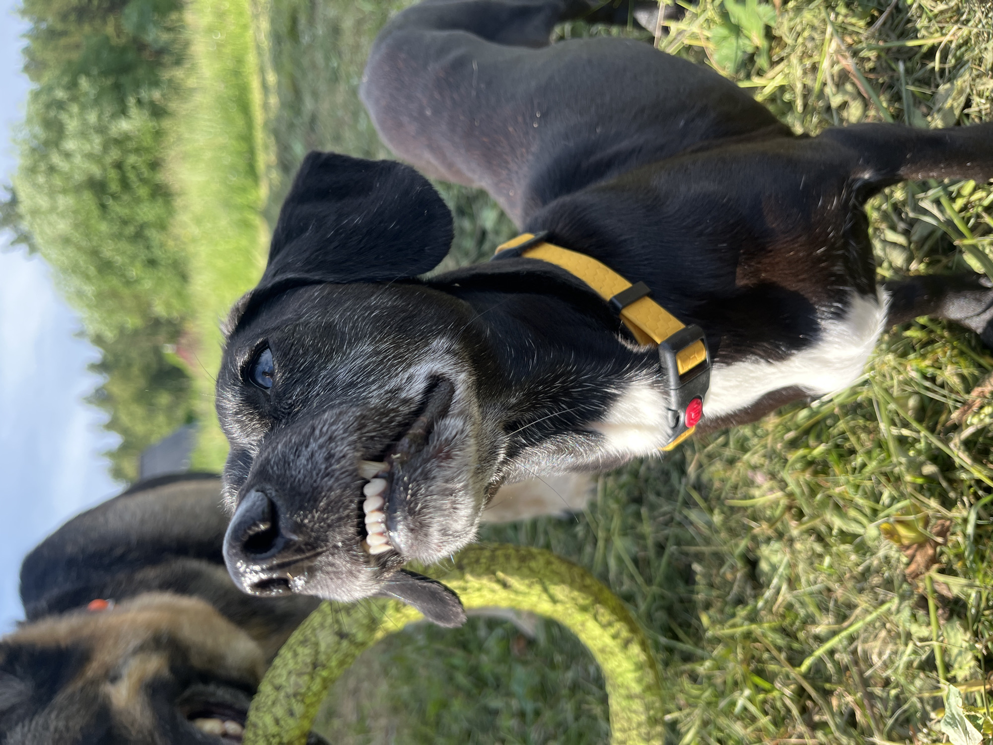 The image shows two dogs playing in a grassy outdoor area, likely a park. One dog, a black and white mixed breed, is in the foreground, looking at the camera with its mouth open, revealing its teeth. It is wearing a yellow collar. The other dog, a tan and black German Shepherd, is partially visible in the background, also with its mouth open, possibly panting or playing. The scene is set on a sunny day, with lush green grass and trees in the background, suggesting a warm weather climate. The dogs appear to be happy and engaged in play. The image does not contain any visible text.