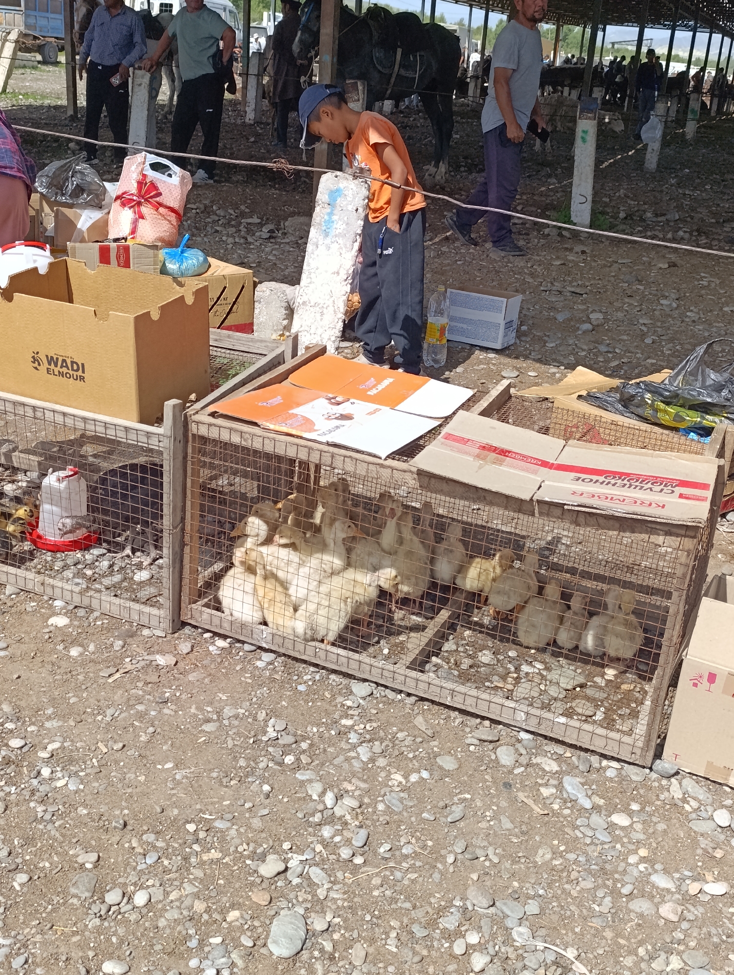 The image depicts an outdoor market scene in At-Bashy, Kyrgyzstan, likely a livestock or agricultural market. In the foreground, several cages contain young ducks, with a red and white feeder visible in one cage. Various cardboard boxes, some open and others closed, are scattered around, including one with the "WADI ELNOUR" logo. In the middle ground, a young boy wearing a blue cap and an orange shirt is looking down at the ducks. A man in a grey t-shirt and dark pants is walking away from the camera. In the background, several horses are tethered and people are visible milling about. The ground is covered in dirt and small stones. The overall environment suggests a sunny, possibly dusty, open-air marketplace.