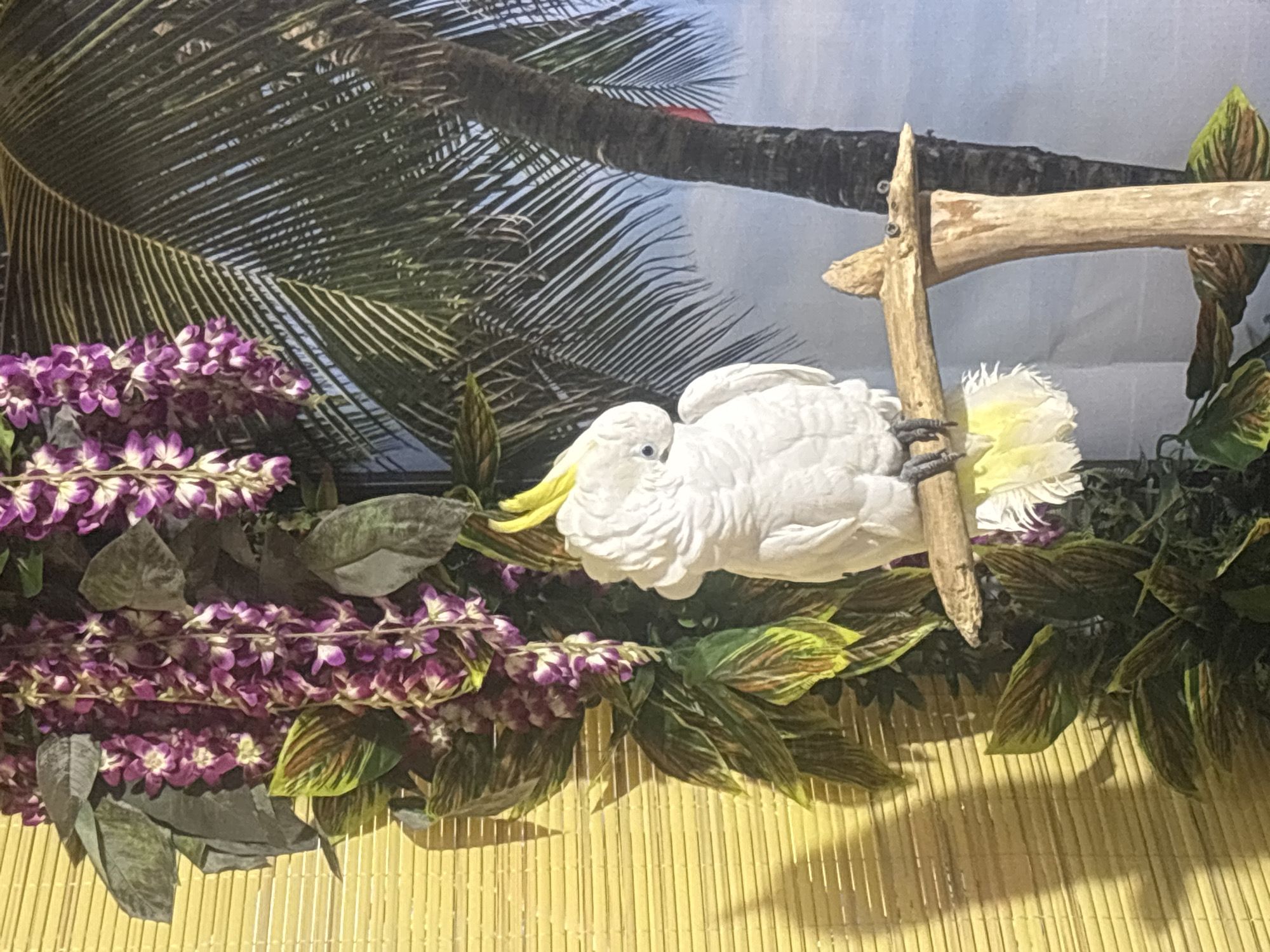 A white cockatoo with a yellow crest is perched on a wooden branch in front of a backdrop depicting a palm tree and a sky. The bird is facing to the left and its head is slightly tilted down. The background features lush green foliage with purple flowers, and a yellow bamboo blind on the left side. The scene appears to be an indoor display, possibly in a tourist attraction or a themed environment. There is no discernible information in the image that would place it in the city of Nesebar, Bulgaria.