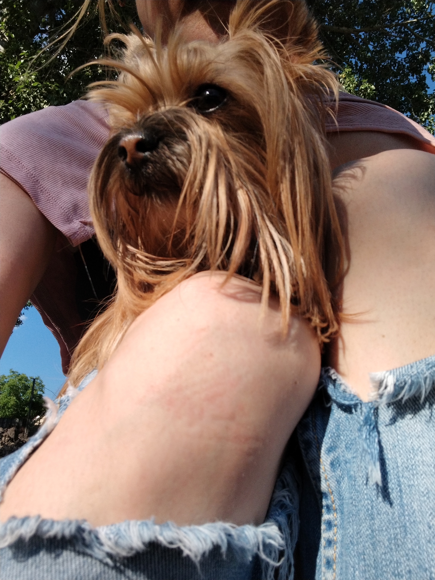 The image depicts a close-up, low-angle perspective of a Yorkshire Terrier dog resting on or being held by an individual in Novobzhegokay, Russia. The dog exhibits long, predominantly tan and brown fur, distinct dark eyes, and a dark nose, with its head turned slightly to the viewer's right. The individual's visible features include light-toned skin on an arm, shoulder, and thigh, presenting minor dermatological irregularities. Clothing elements comprise a pink, finely ribbed fabric top and distressed blue denim shorts with frayed edges. The background reveals a clear blue sky and a verdant tree canopy, indicating an outdoor setting under bright, clear weather conditions.