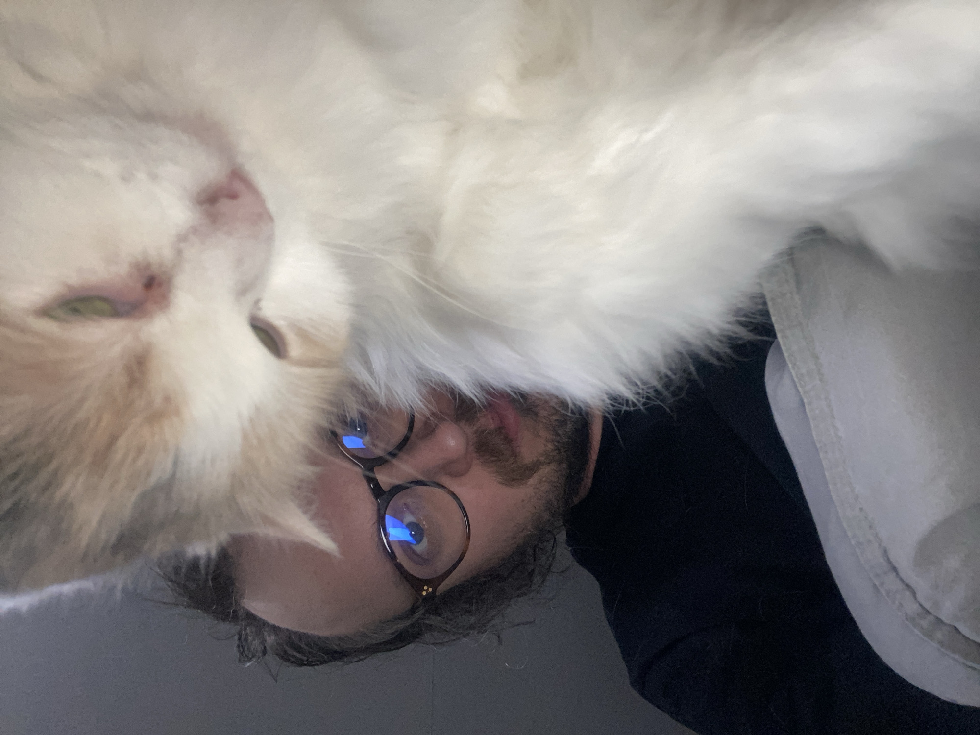 A close-up, angled shot features a person and a white cat. The person, positioned lower in the frame, wears glasses and has a beard. Above the person, occupying the top portion of the image, is a fluffy white cat, likely in close proximity to the camera. The environment appears to be indoors, with a plain gray surface visible in the background. No evidence suggests the location is Шебунино, Russia.