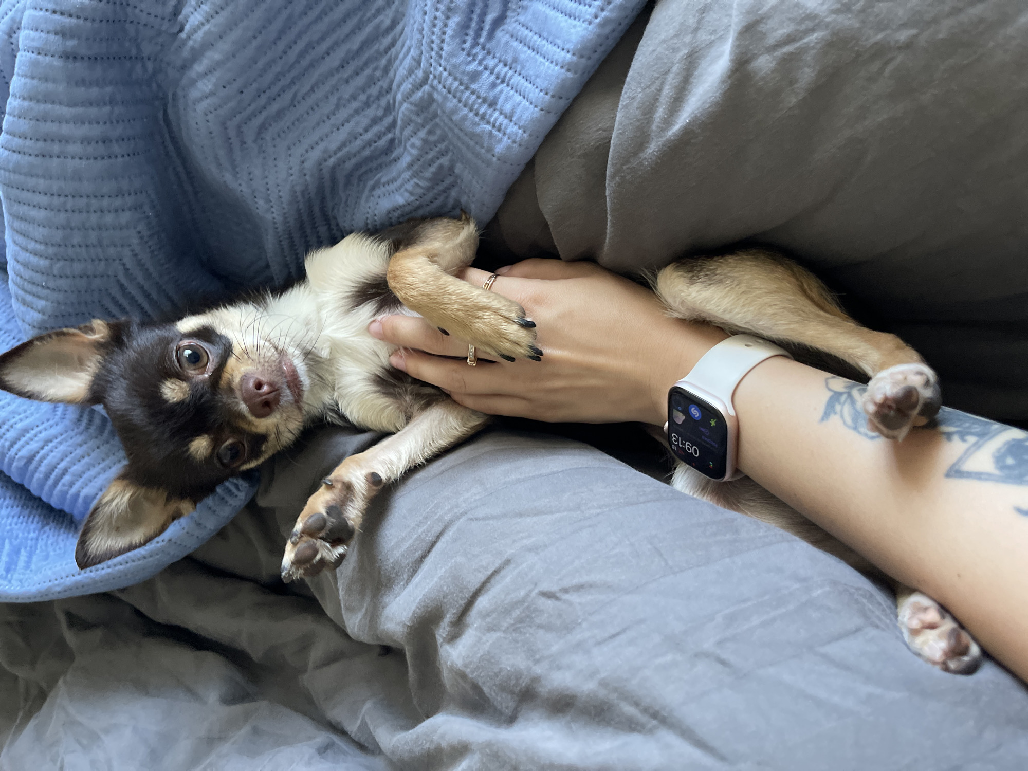 An overhead, medium shot captures a small, brown and white Chihuahua dog lying on a bed with gray sheets and a blue textured blanket. The dog is on its back, propped up by a human arm. The dog's front paws are resting on the human hand. The human hand is adorned with two thin rings. The human arm, visible from the wrist to the elbow, has tattoos and is wearing a white Apple Watch displaying the time 09:13. The background consists of rumpled gray bedding and a portion of the blue blanket. The scene is an interior setting, likely a bedroom. The image is sharp and well-lit, with natural light falling from the top left. No specific geographical markers for Lisaura, Romania are present in the image.